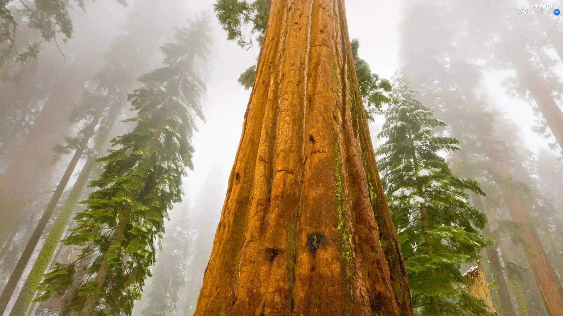 Fog, redwood, State of California, The United States, Sequoia National Park, trees