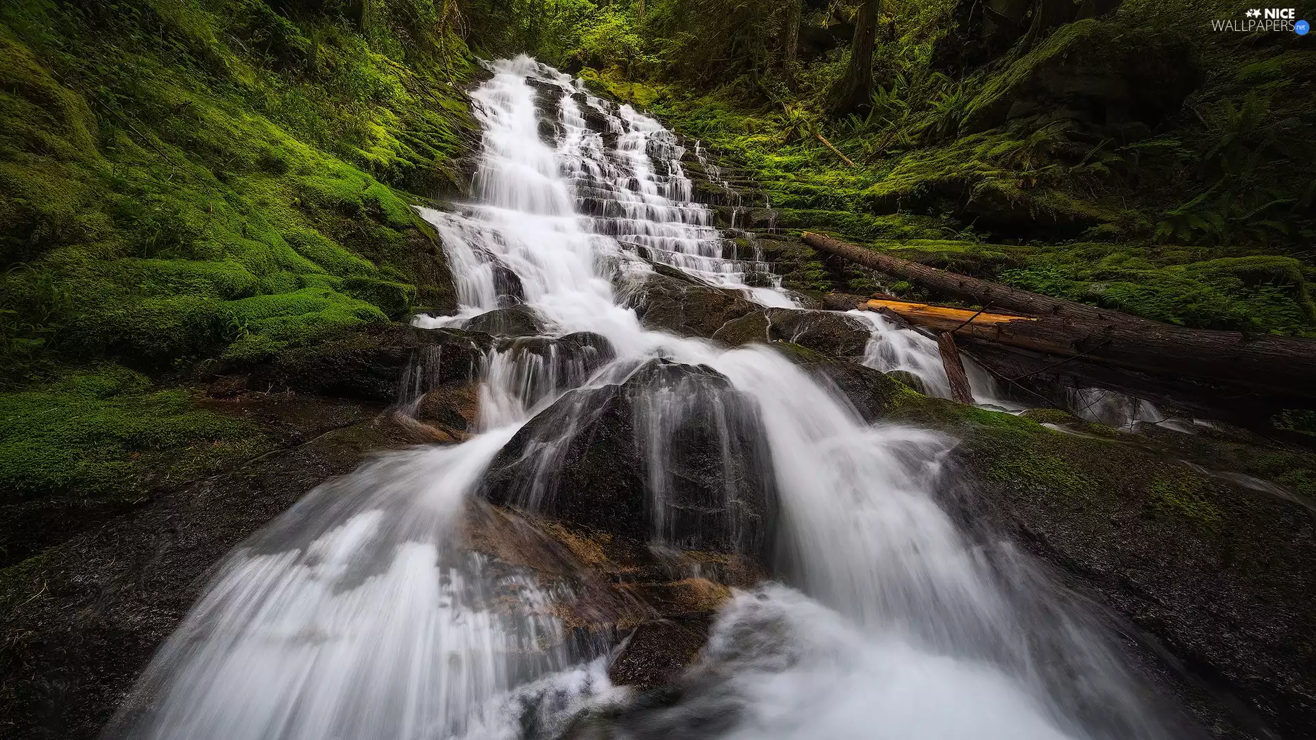 Logs, waterfall, Washington State, The United States, Gifford Pinchot National Forest, VEGETATION