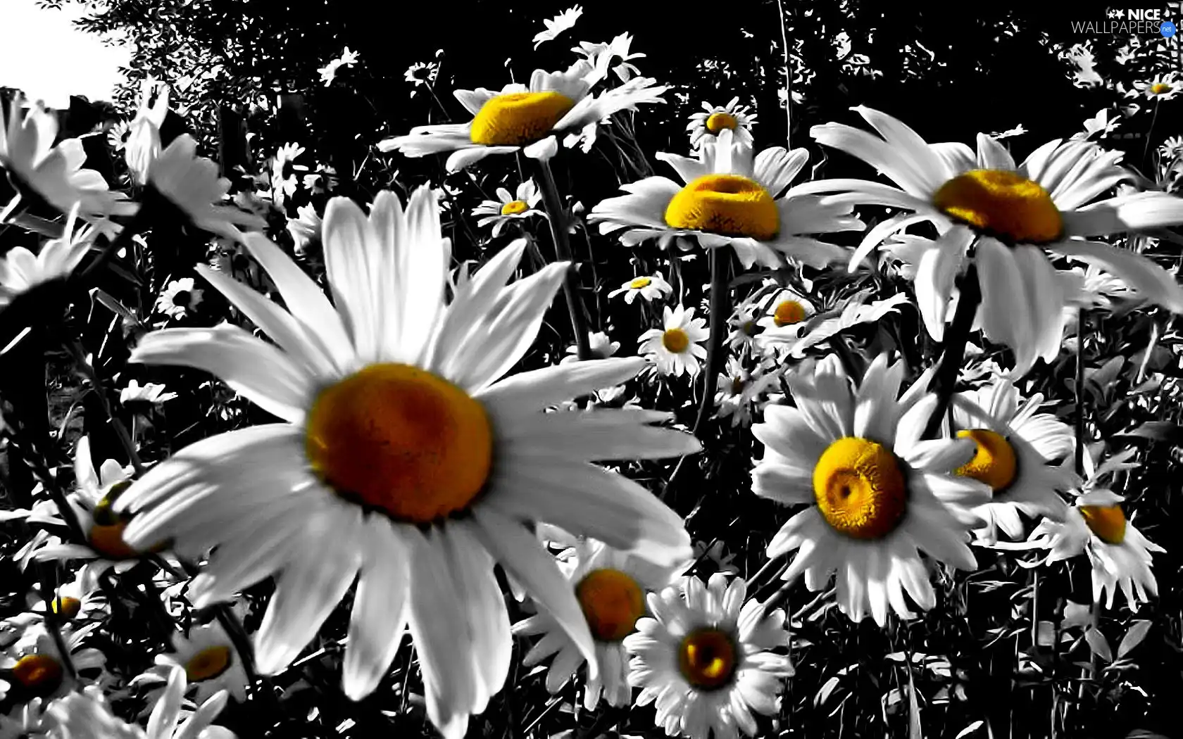 nature, Field, Daisies