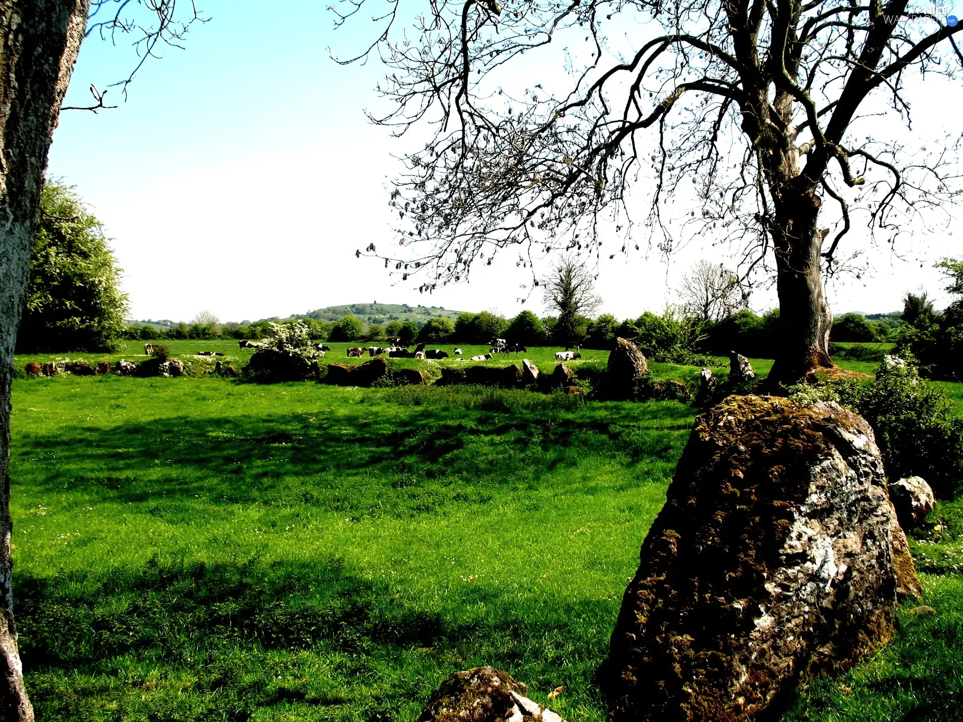 Ireland, nature, nature, Meadow