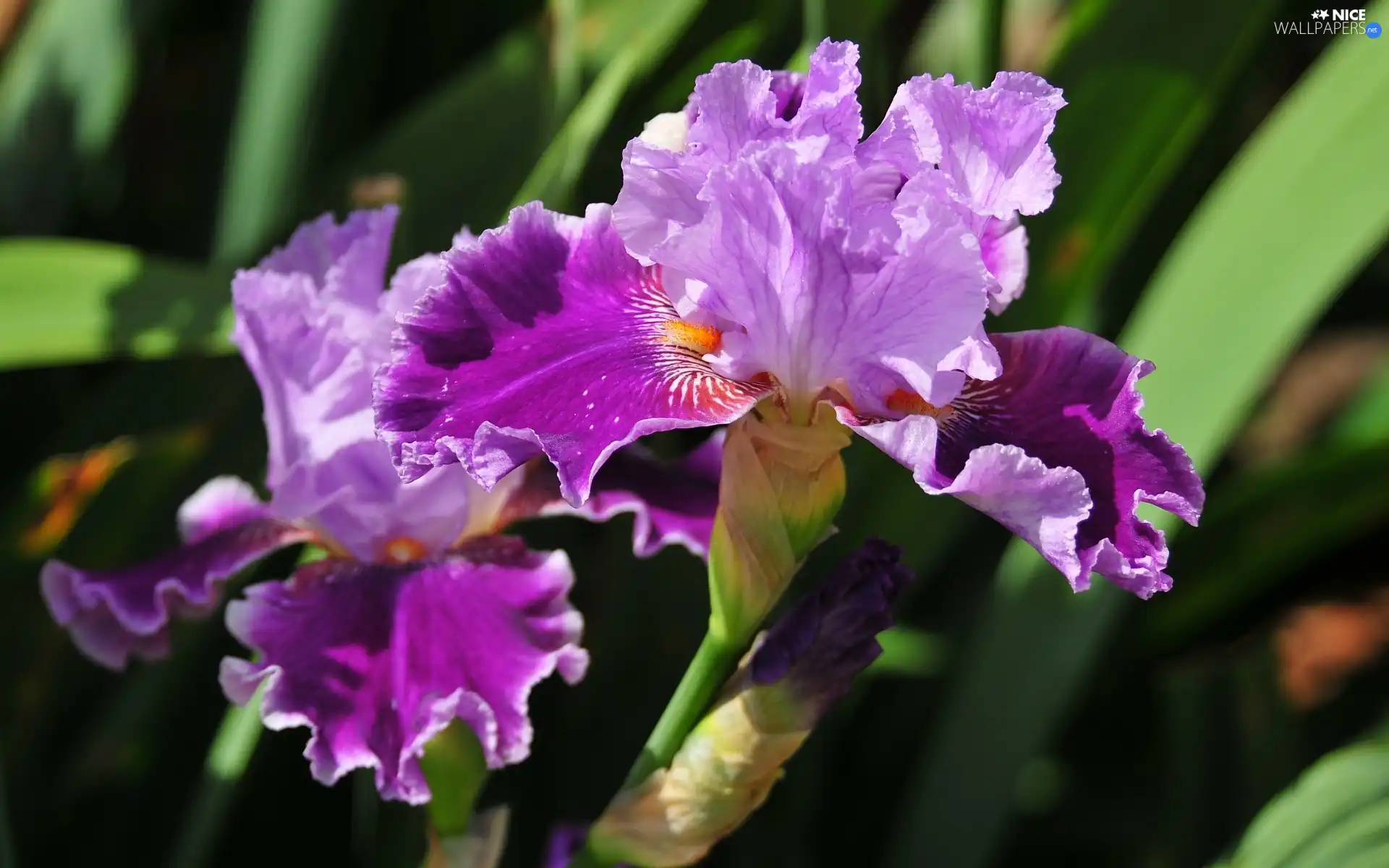 Violet, Flowers, nature, iris