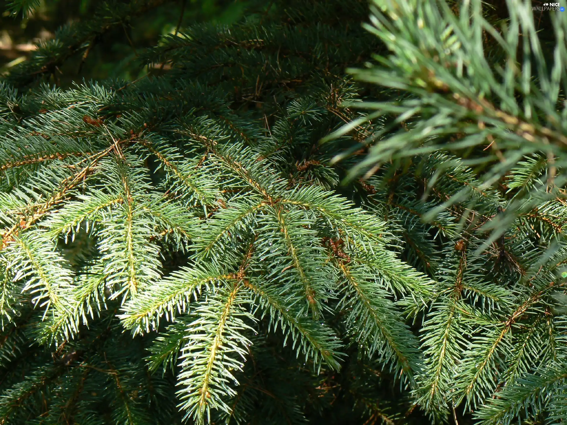 needle, spruce, forest