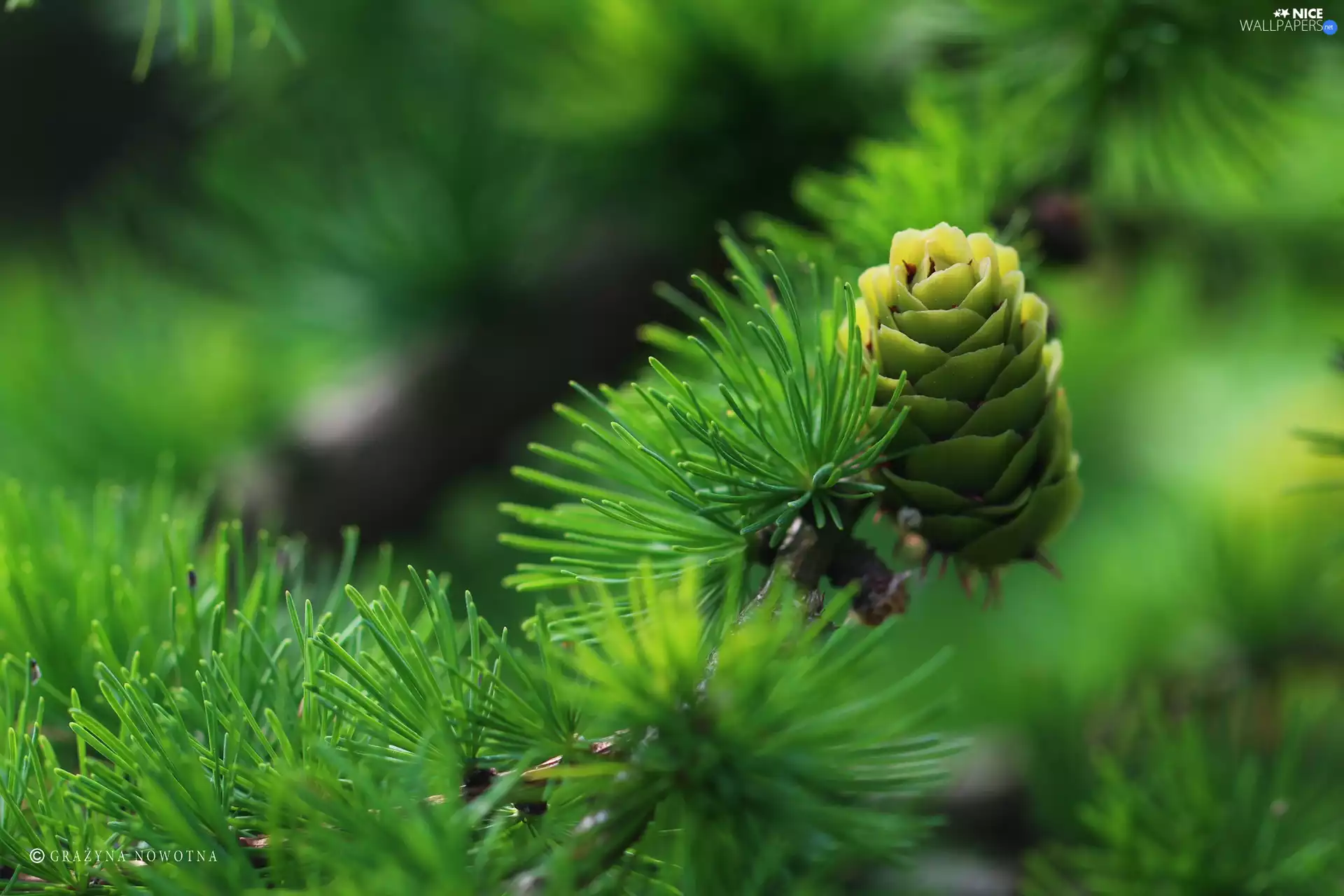 needle, cone, larch