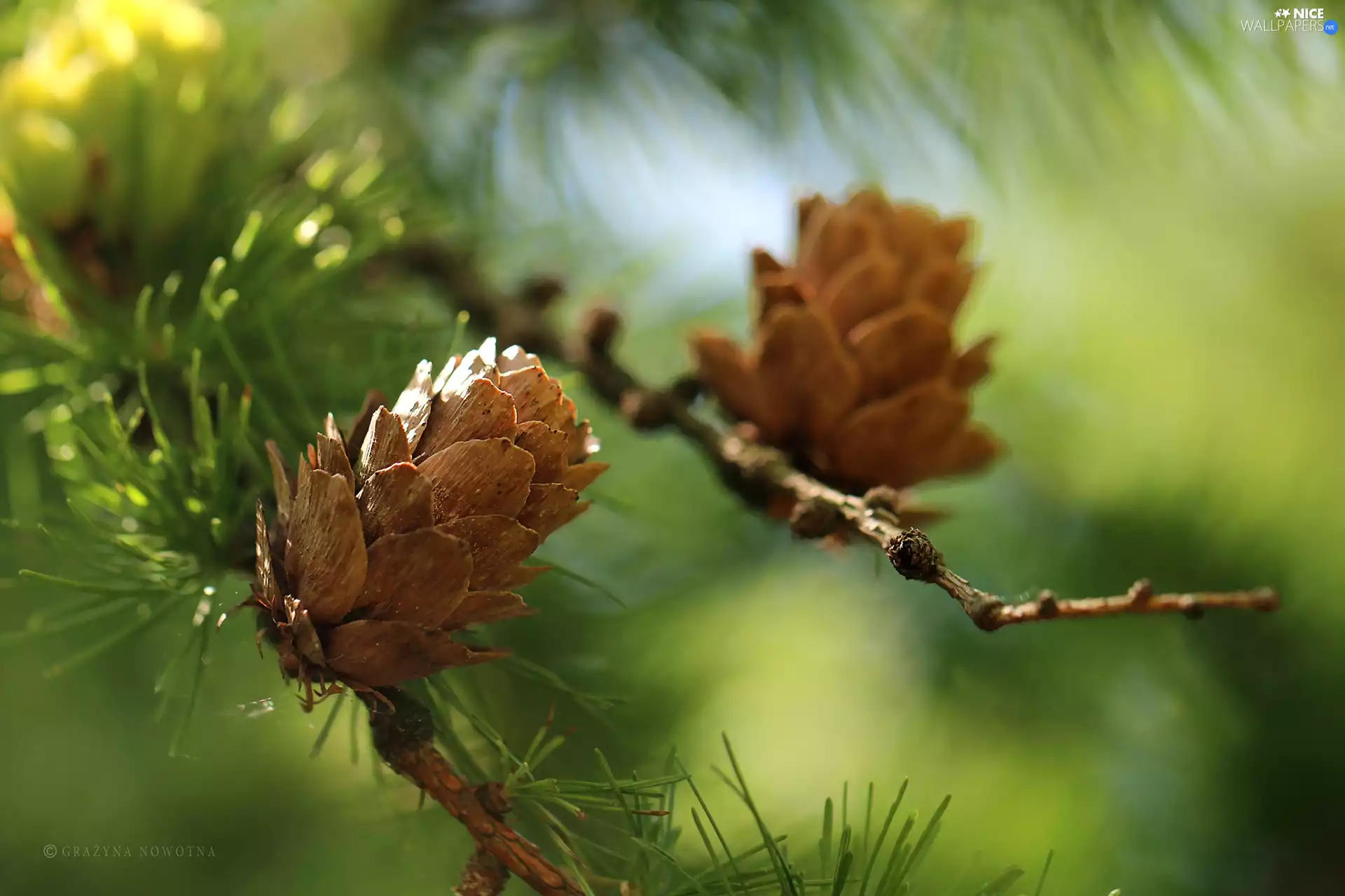 needle, cones, larch