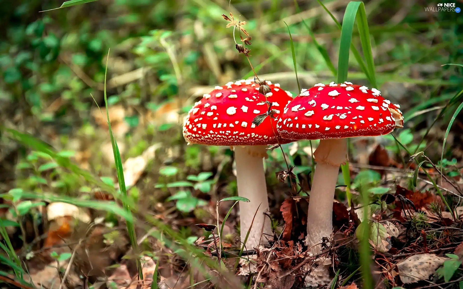 needle, leaves, toadstools, grass, Two cars