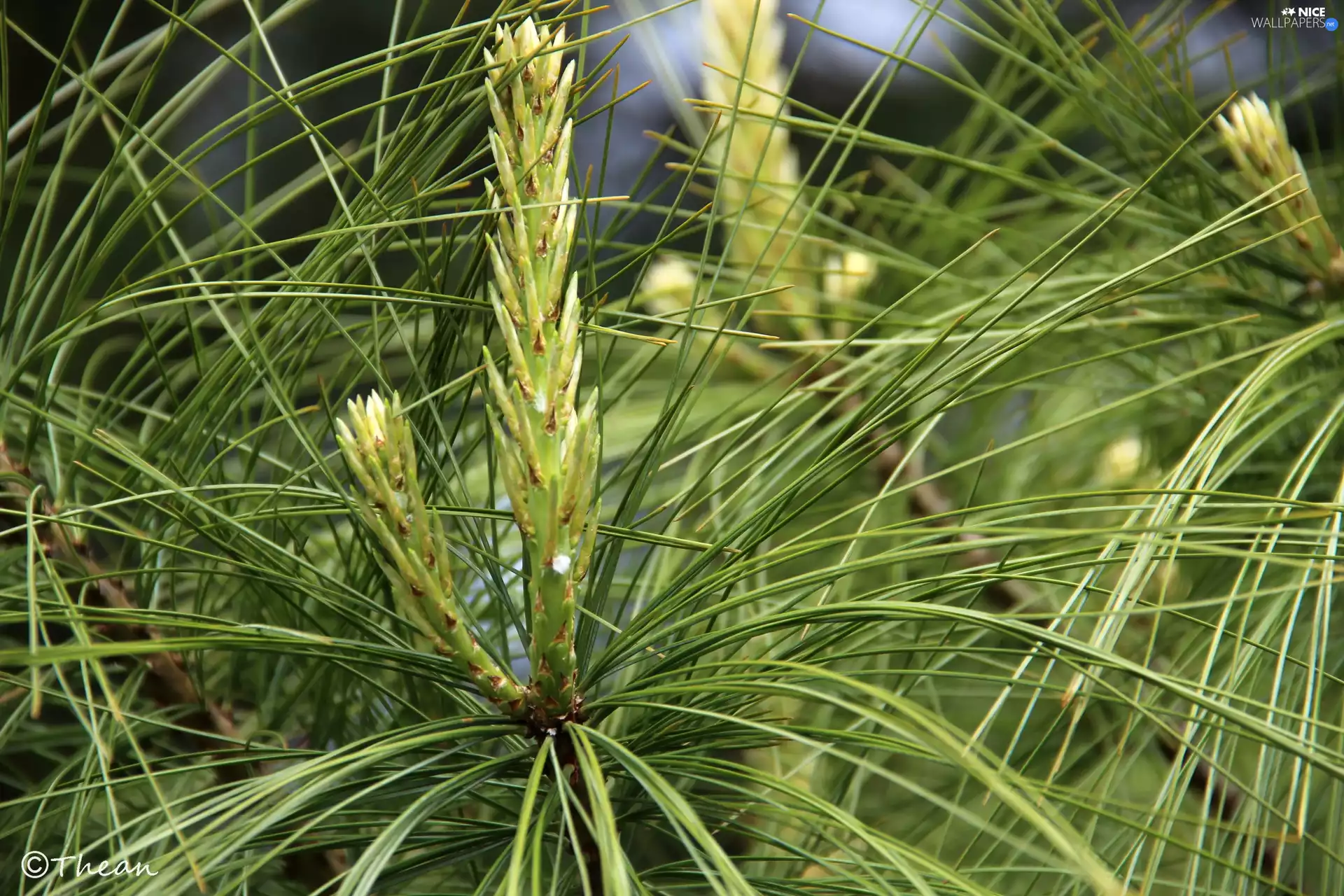 needle, spruce, Longs