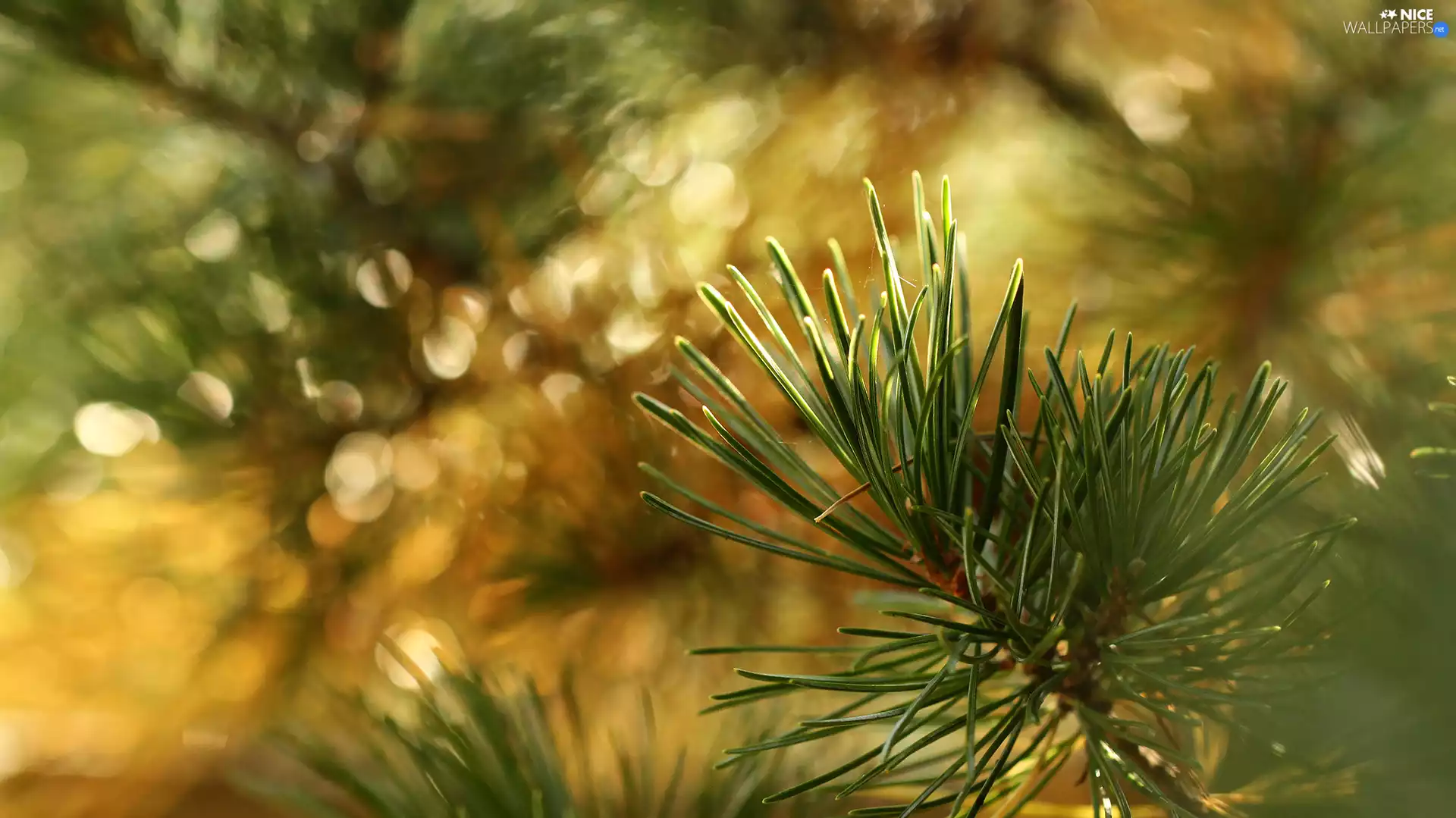 pine, twig, rapprochement, needle