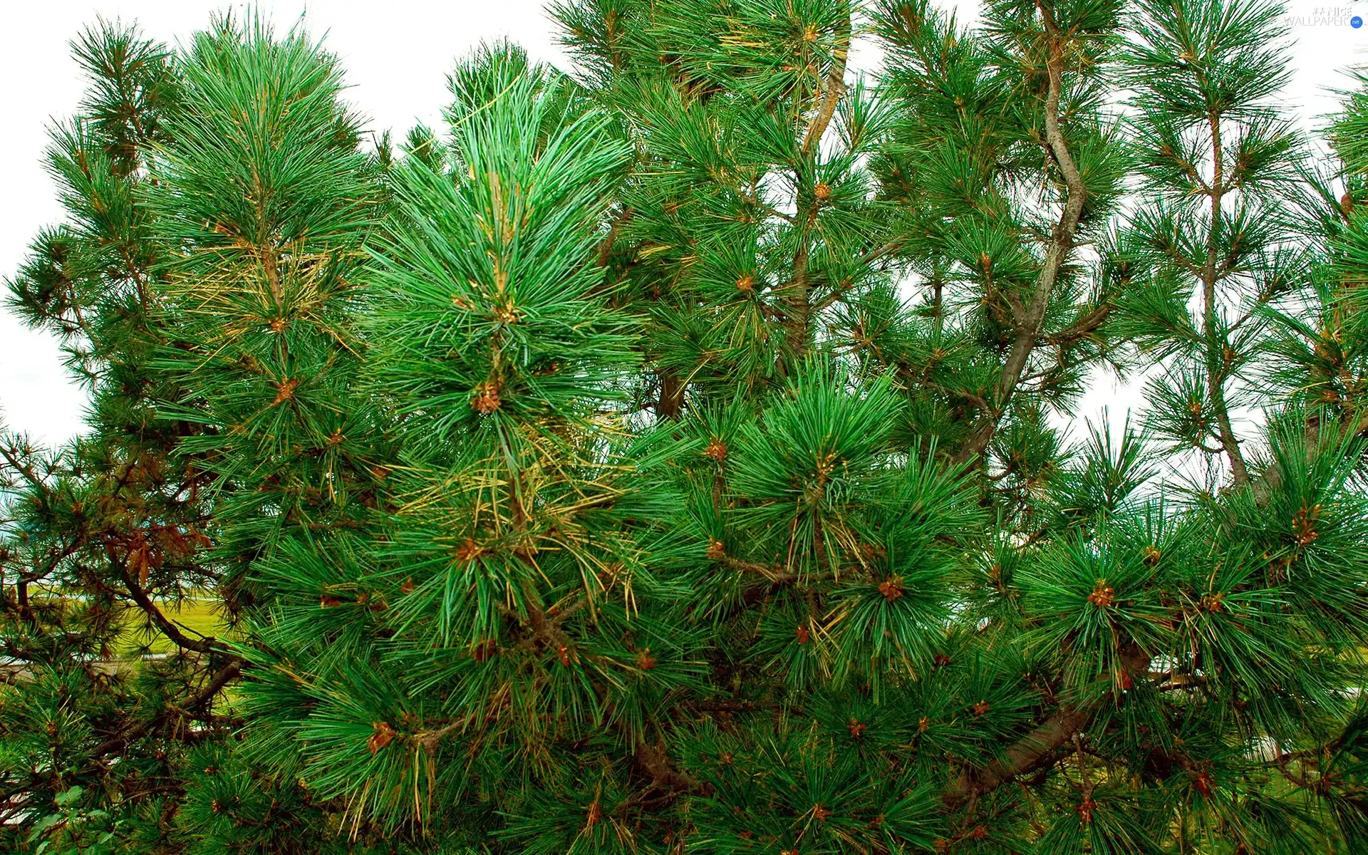pine, needle