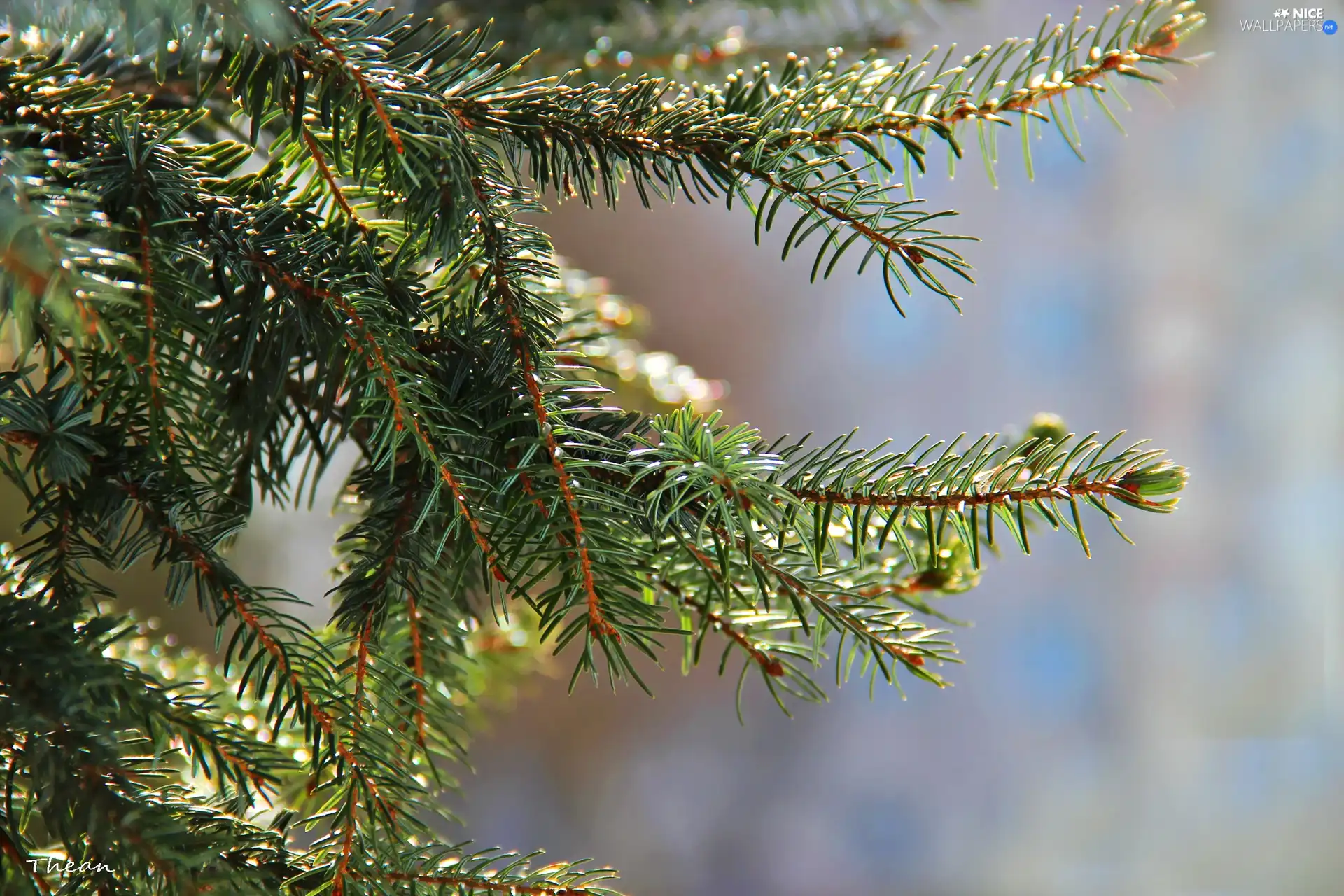 needle, pine, trees