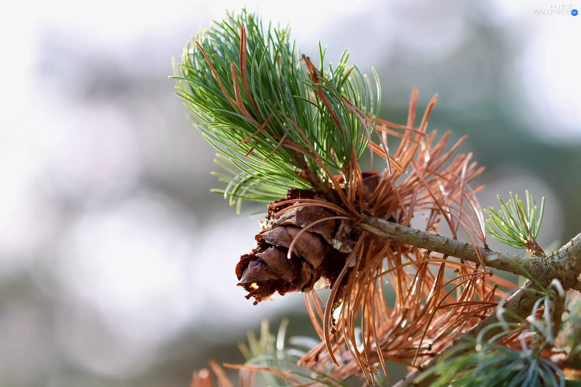 green ones, twig, needle, cone, Brown, pine