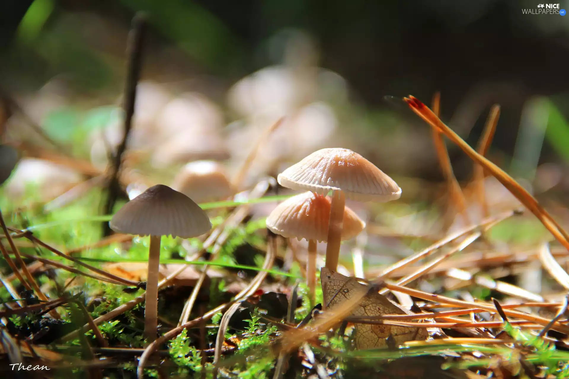 needles, White, mushroom