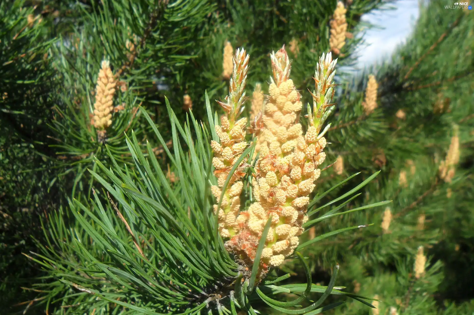 needles, Blossoming, pine