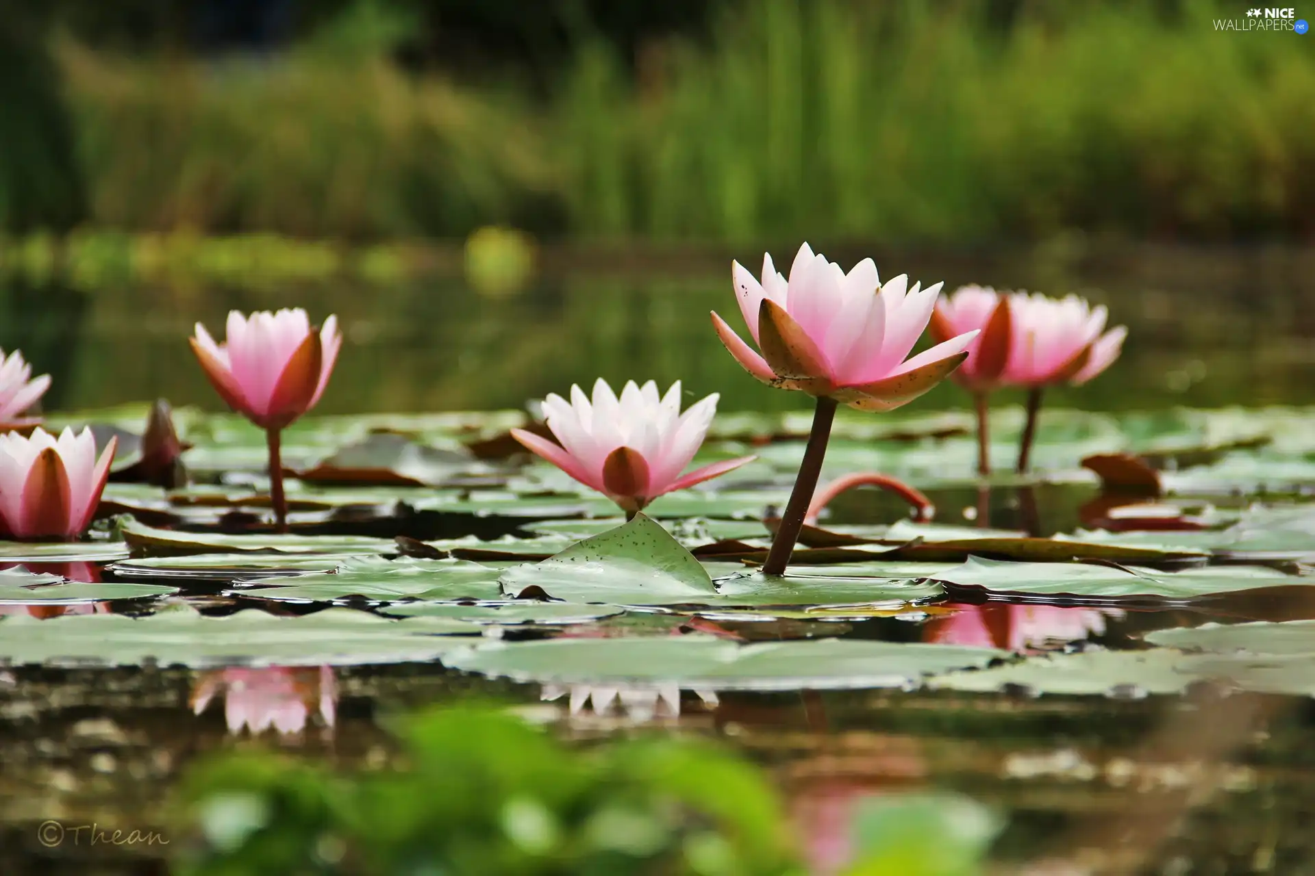 Nenufary, lilies, water