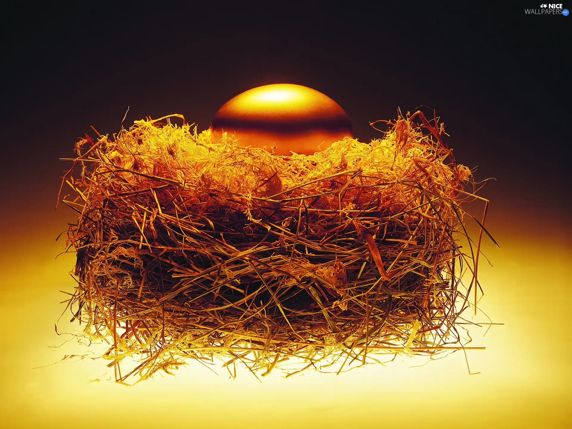nest, Golden, egg