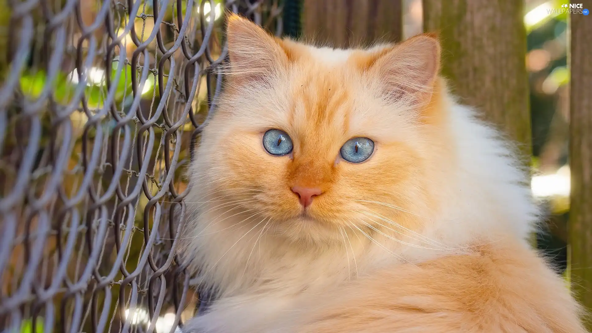 fence, net, Blue, Eyes, cat
