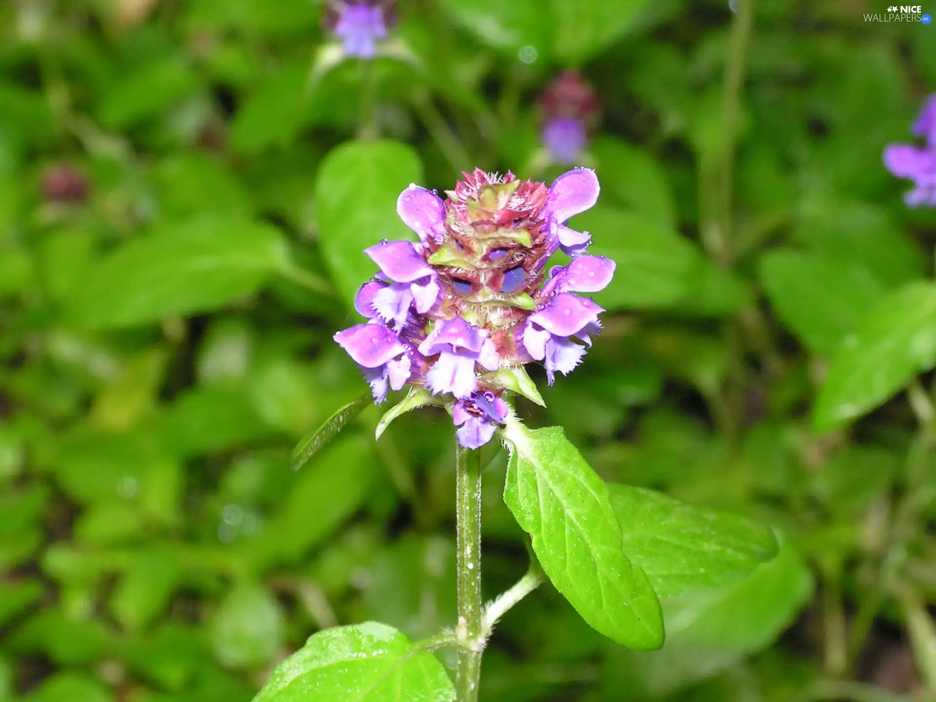 Violet, Close, green, nettle