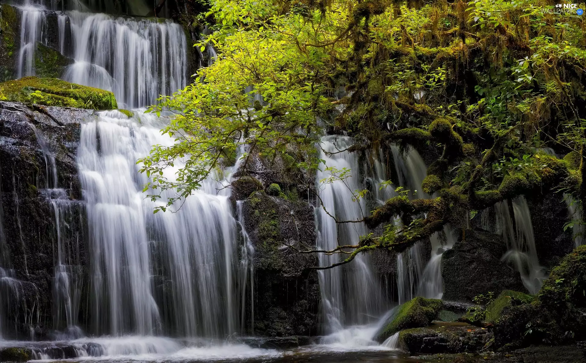 trees, New Zeland, Purakaunui Waterfall