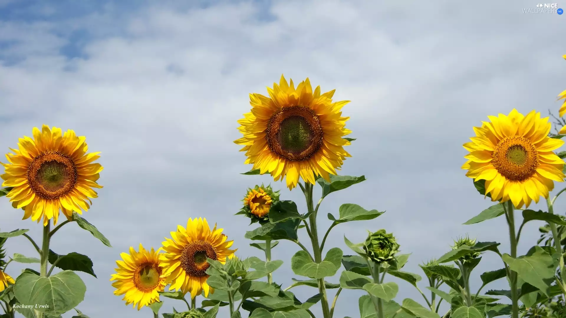 Nice sunflowers, Buds