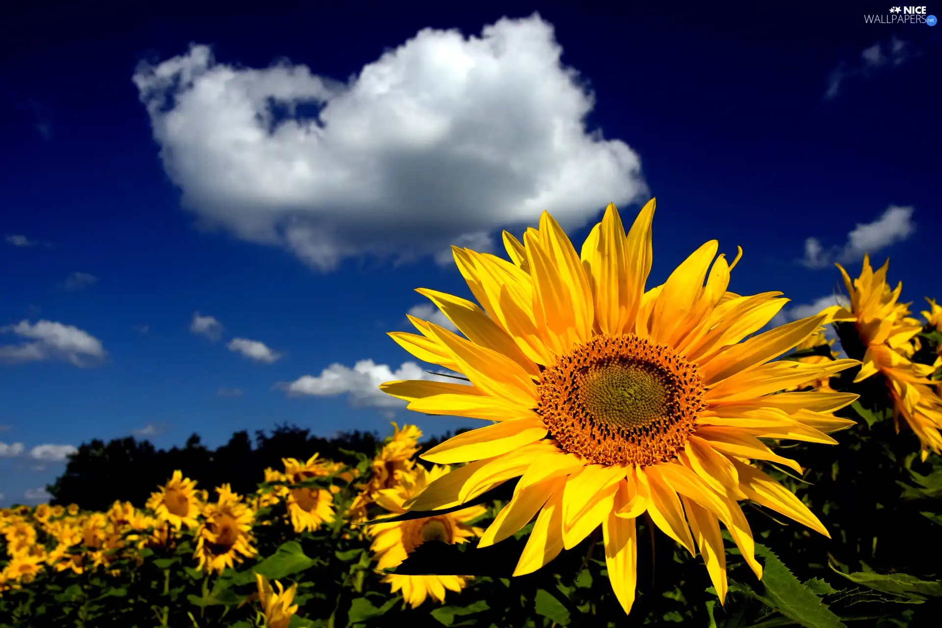 Nice sunflowers, clouds