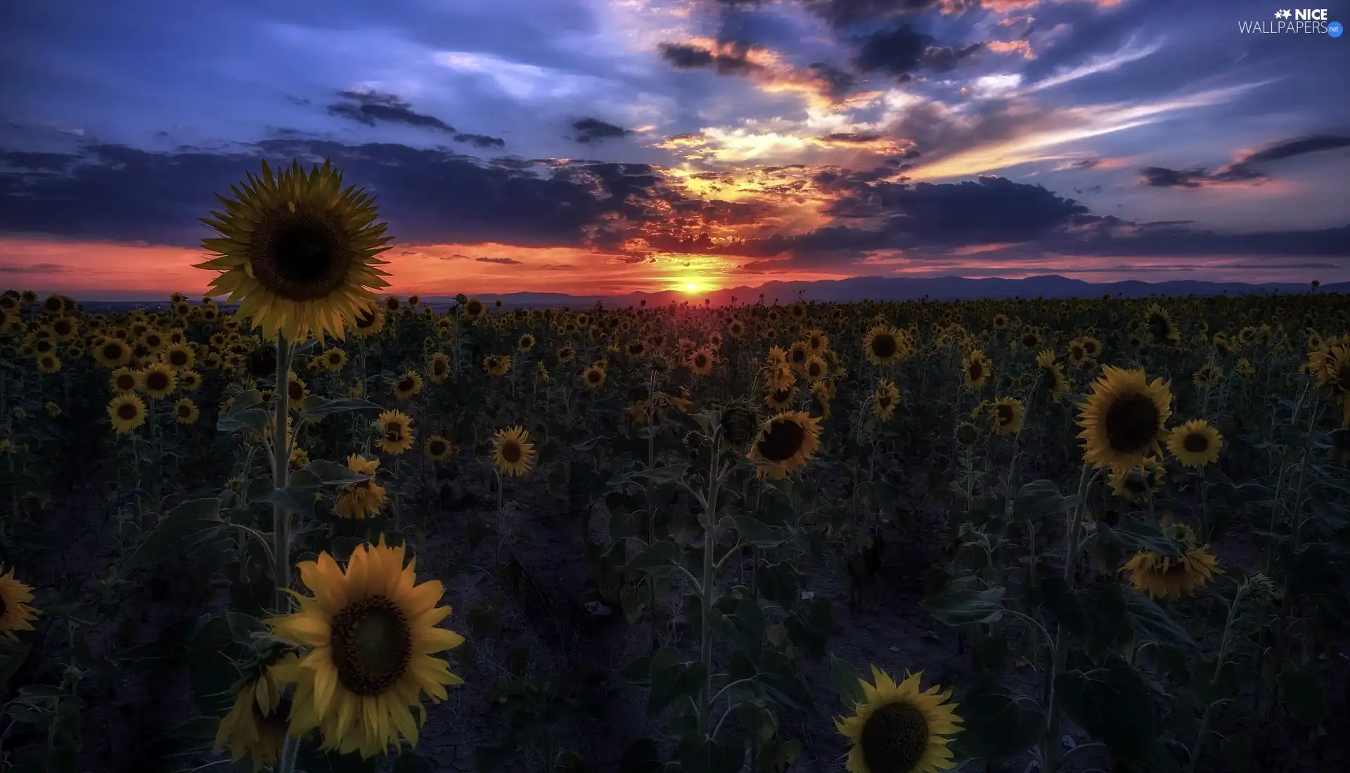 Great Sunsets, Flowers, Nice sunflowers, Field