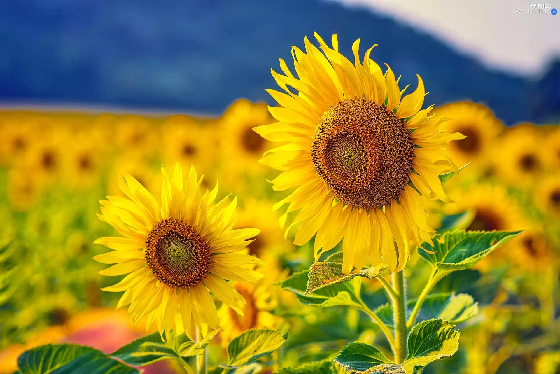 Nice sunflowers, Flowers