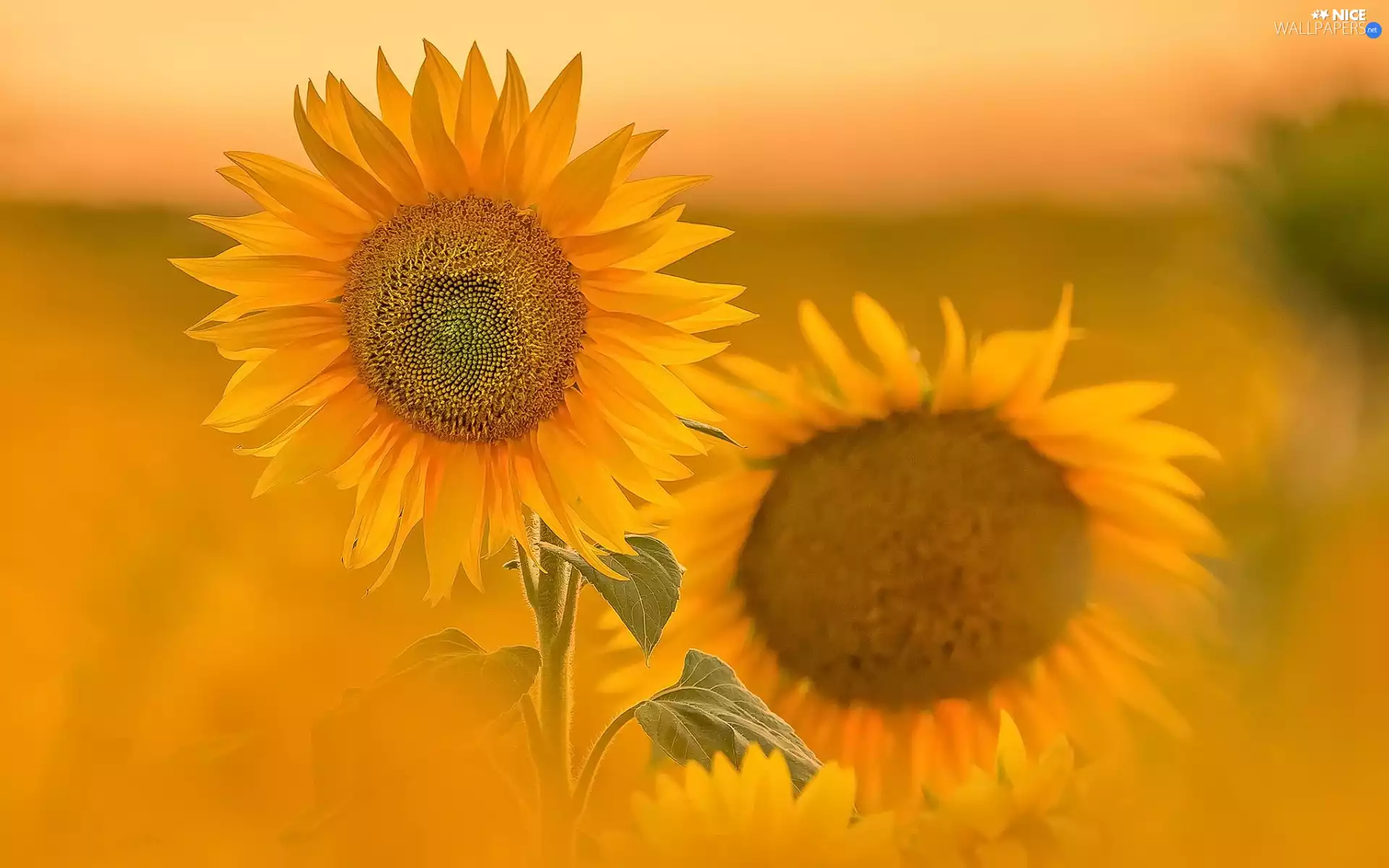Two cars, Yellow, Nice sunflowers, Flowers
