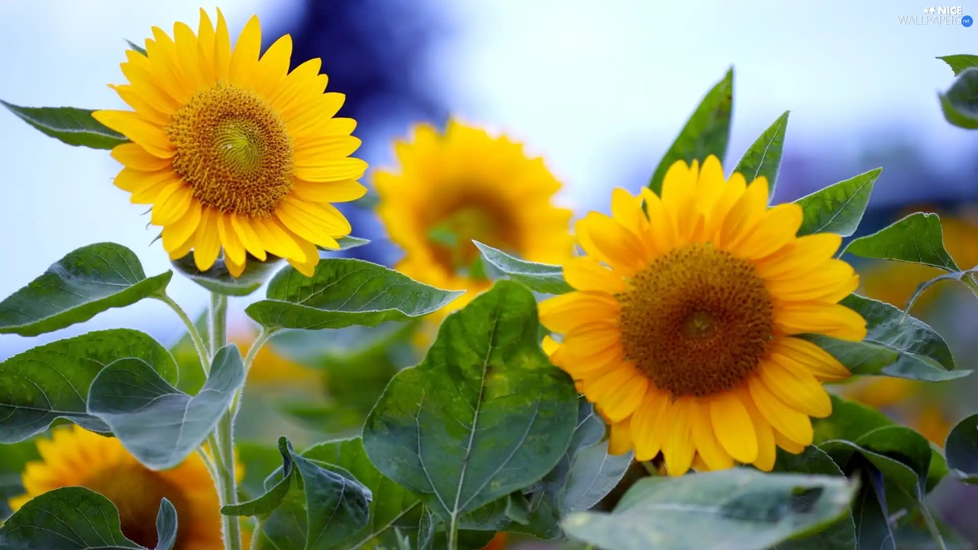 Nice sunflowers, Leaf