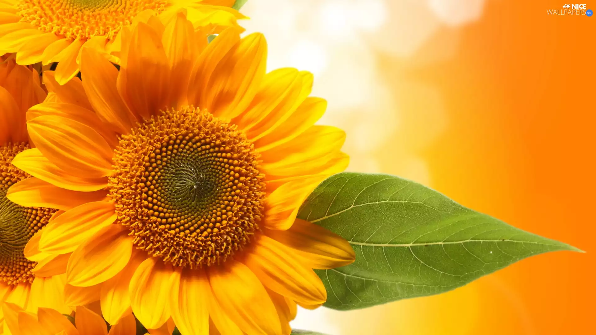 Nice sunflowers, leaf