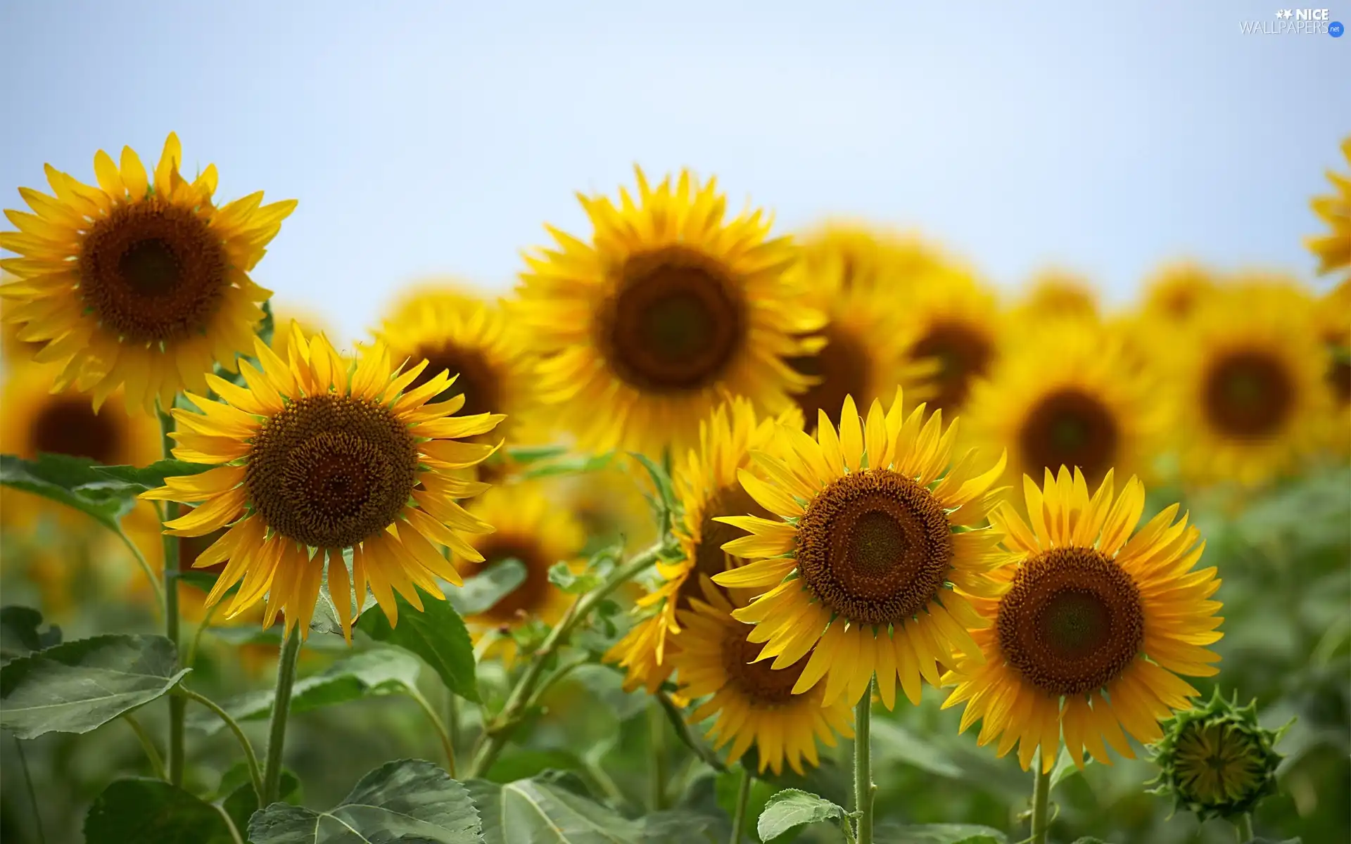 Nice sunflowers, ornamental