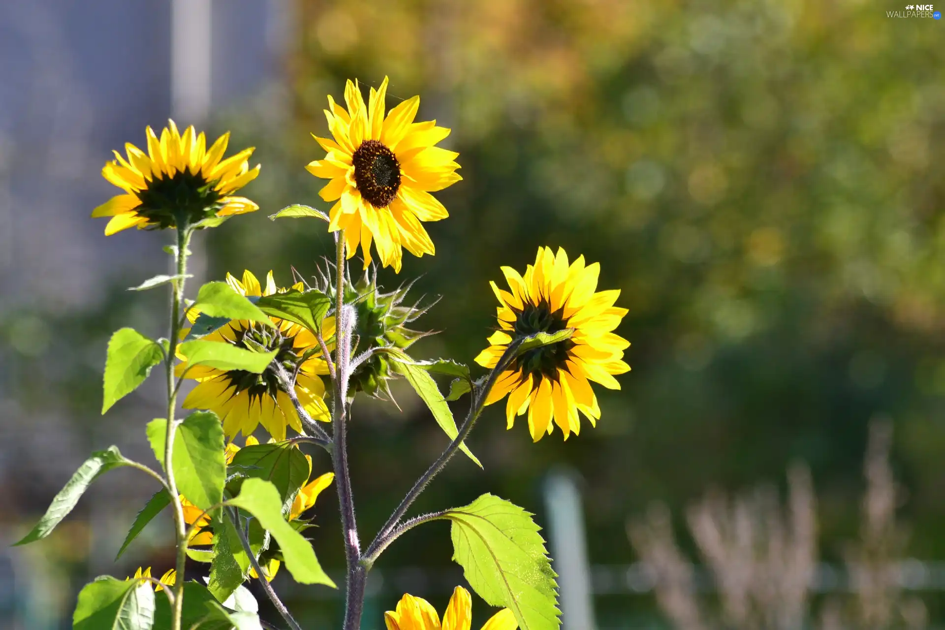 Nice sunflowers, ornamental