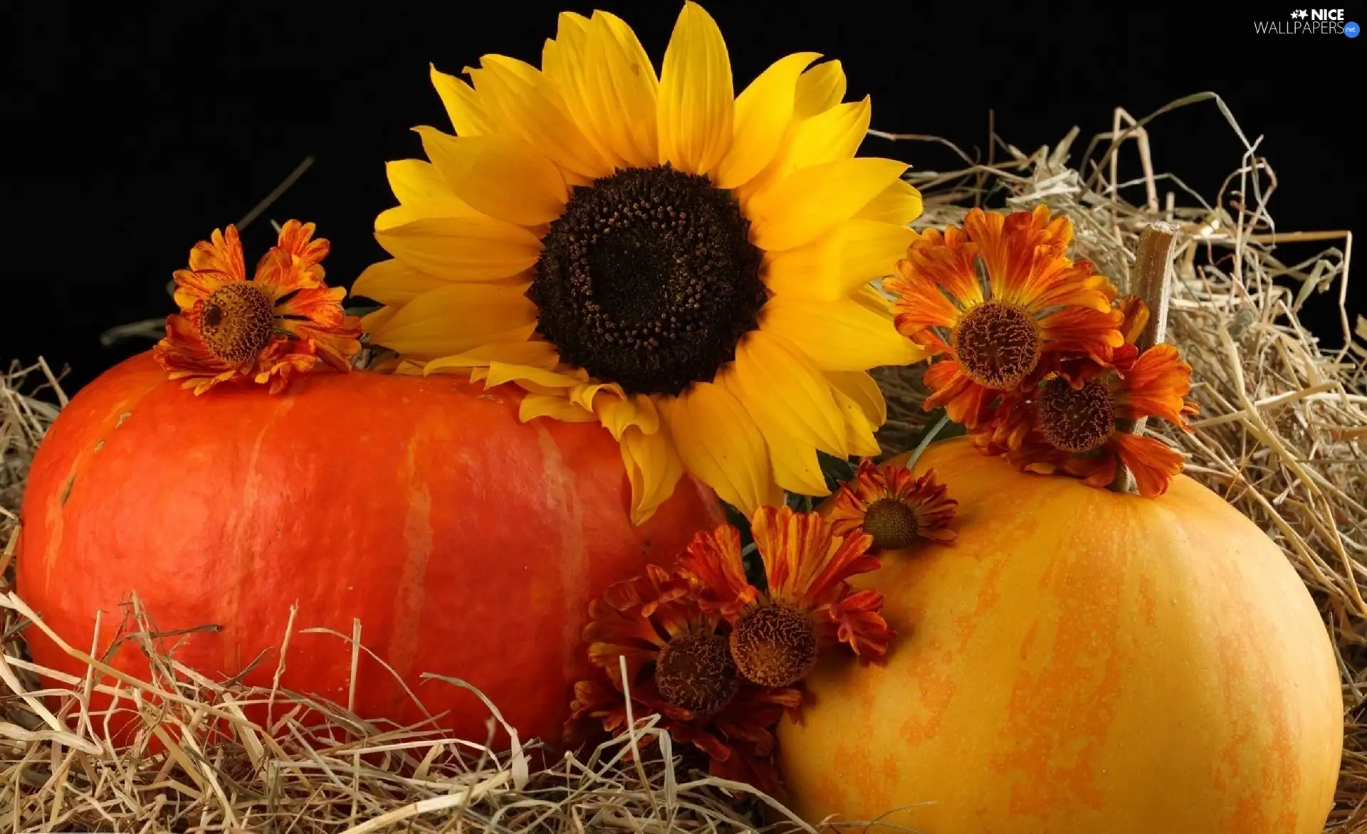 Nice sunflowers, pumpkin