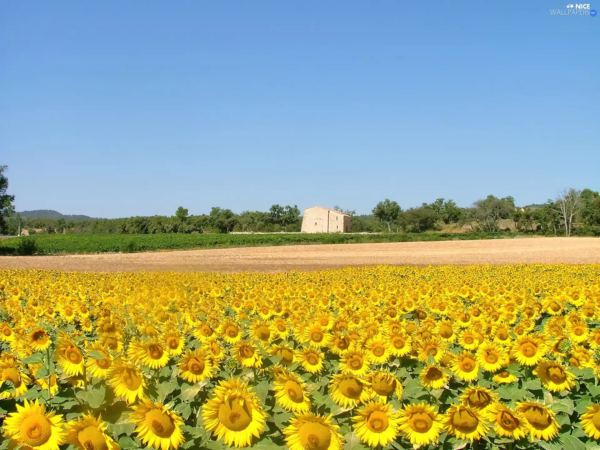 Nice sunflowers, Sky