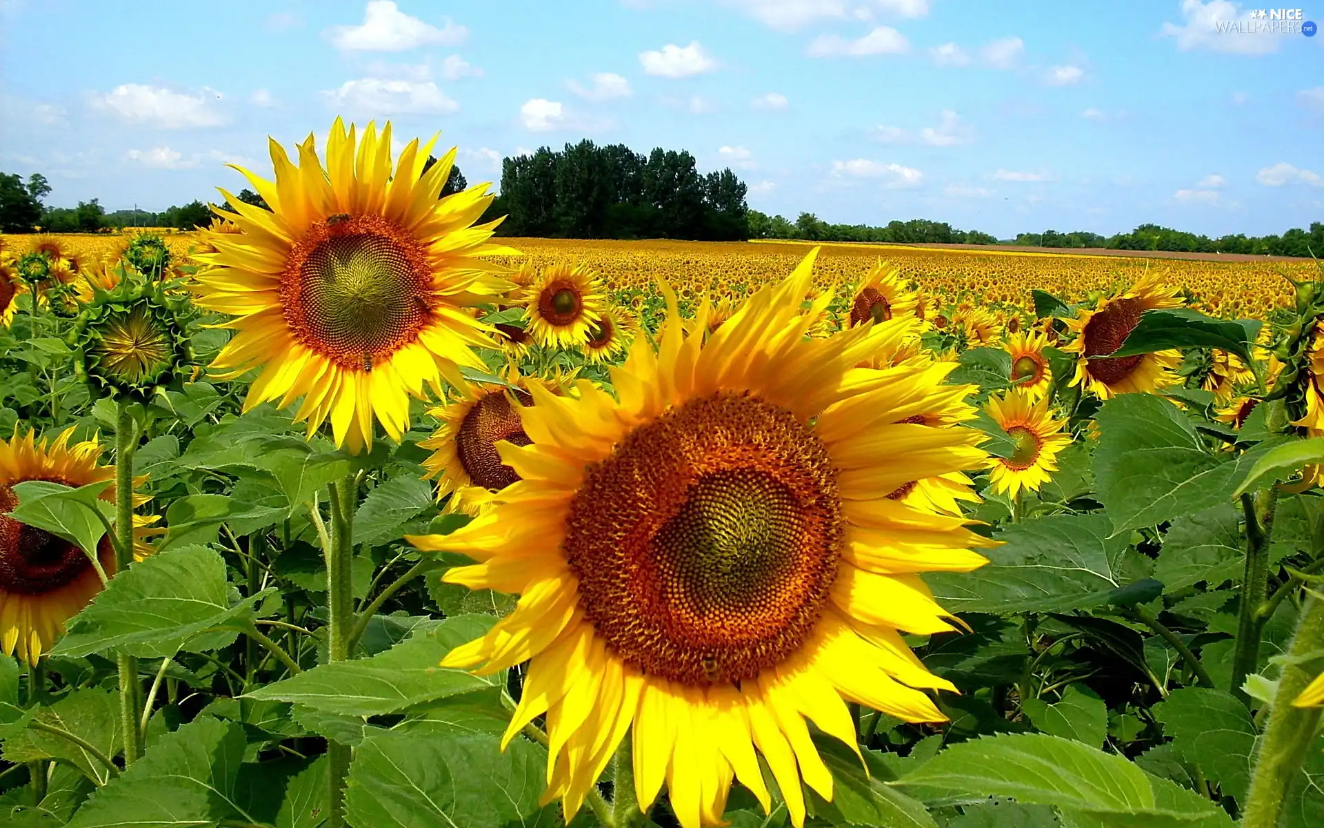 Sky, Flowers, Nice sunflowers