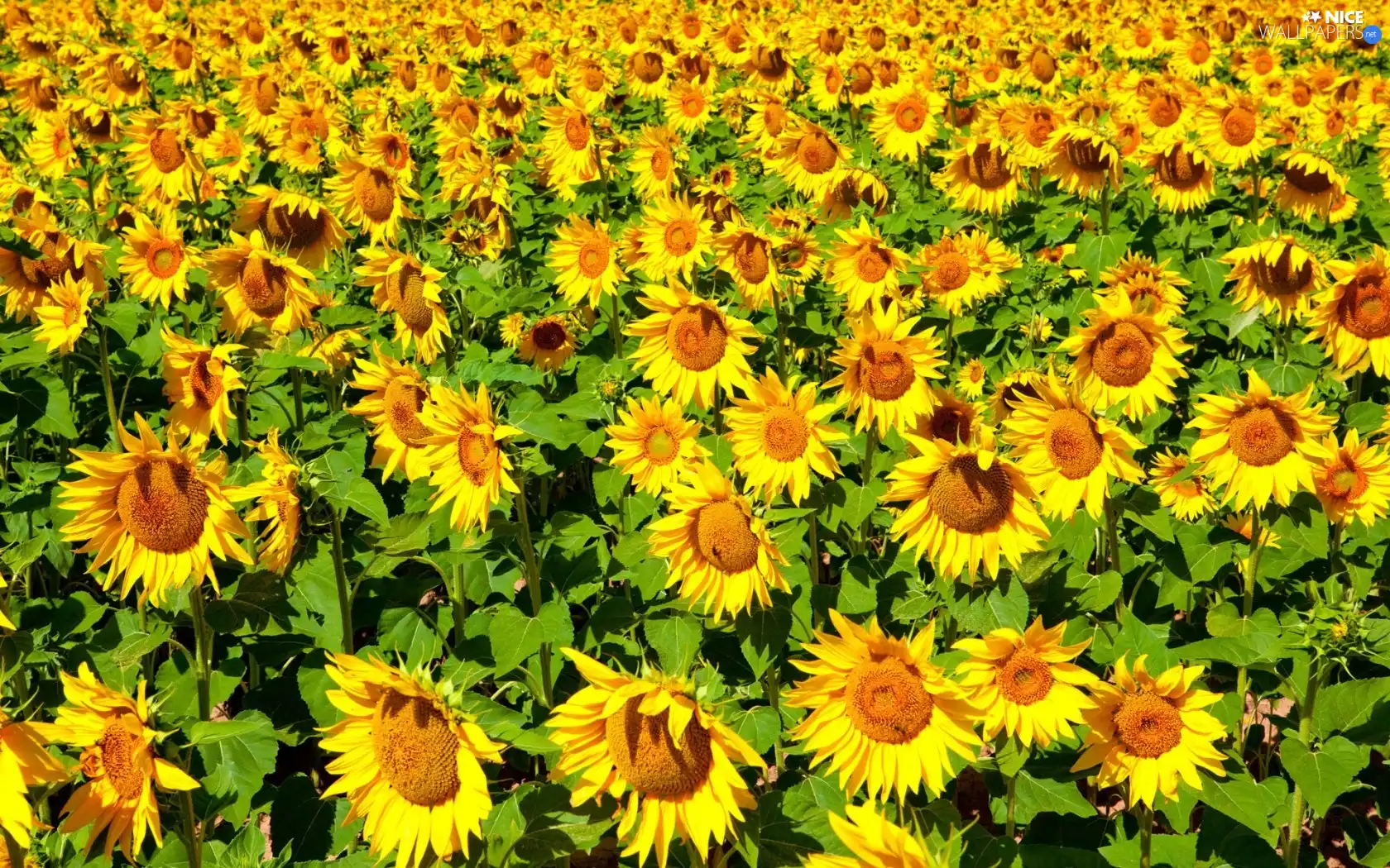 Nice sunflowers