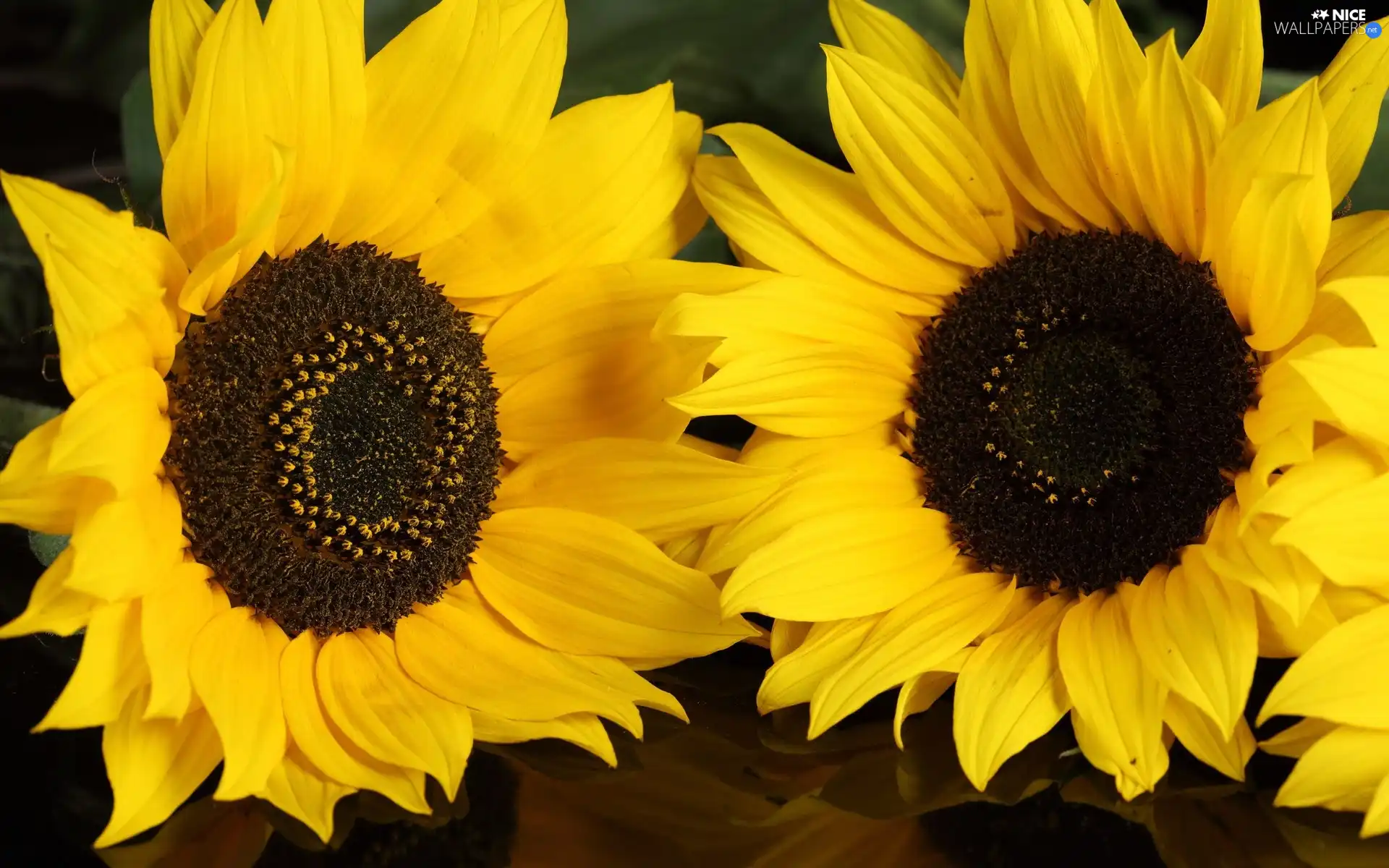 Nice sunflowers