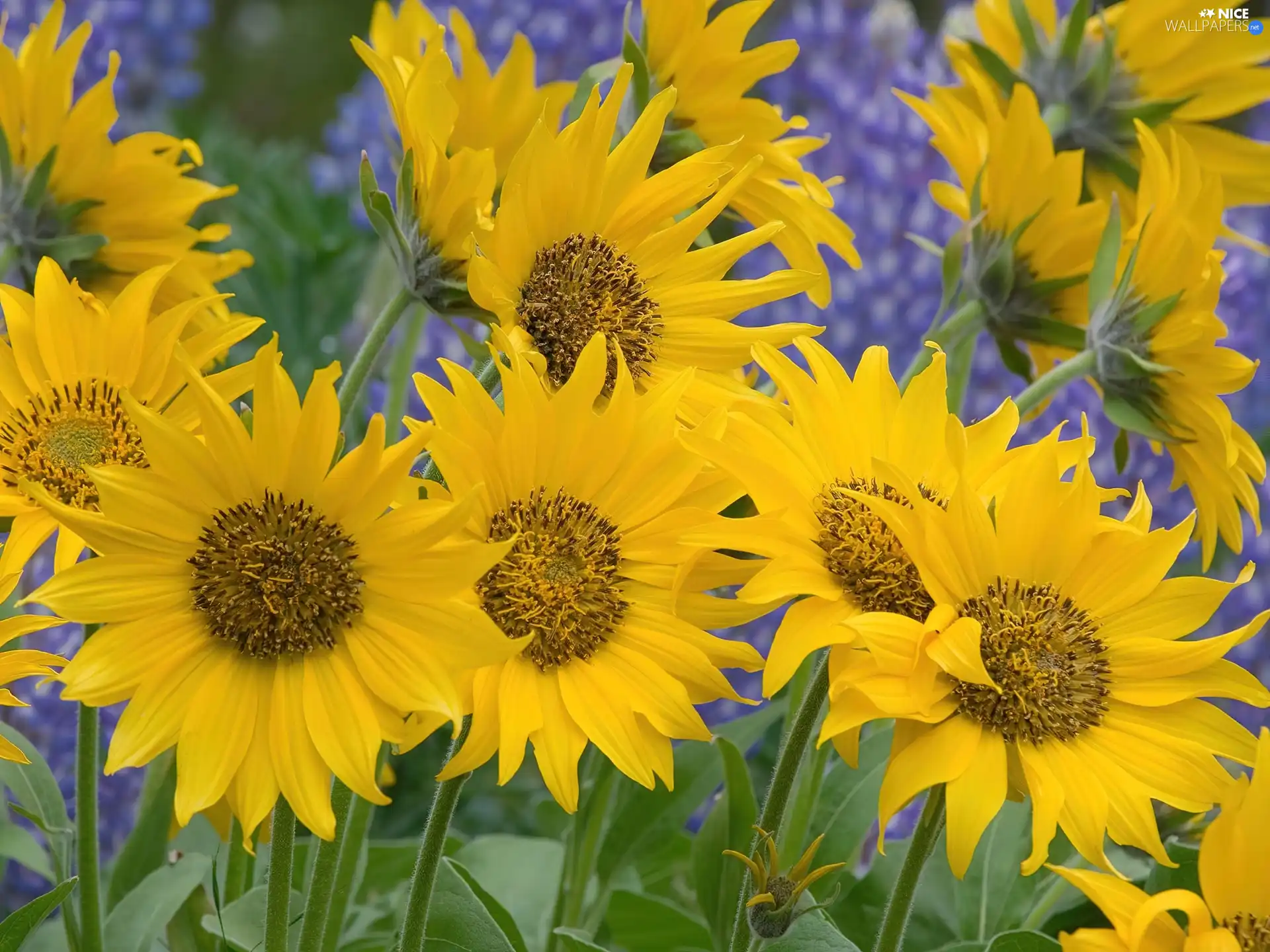 Nice sunflowers