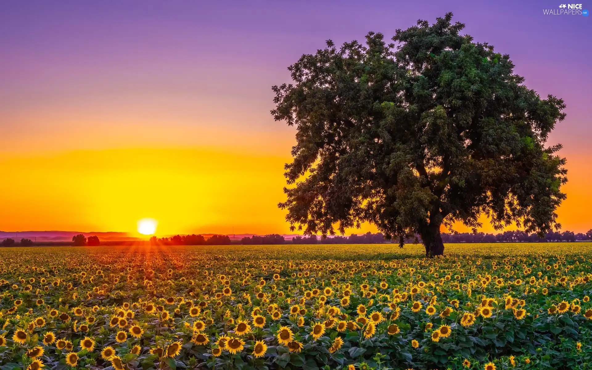 Sunrise, Nice sunflowers, trees, Field