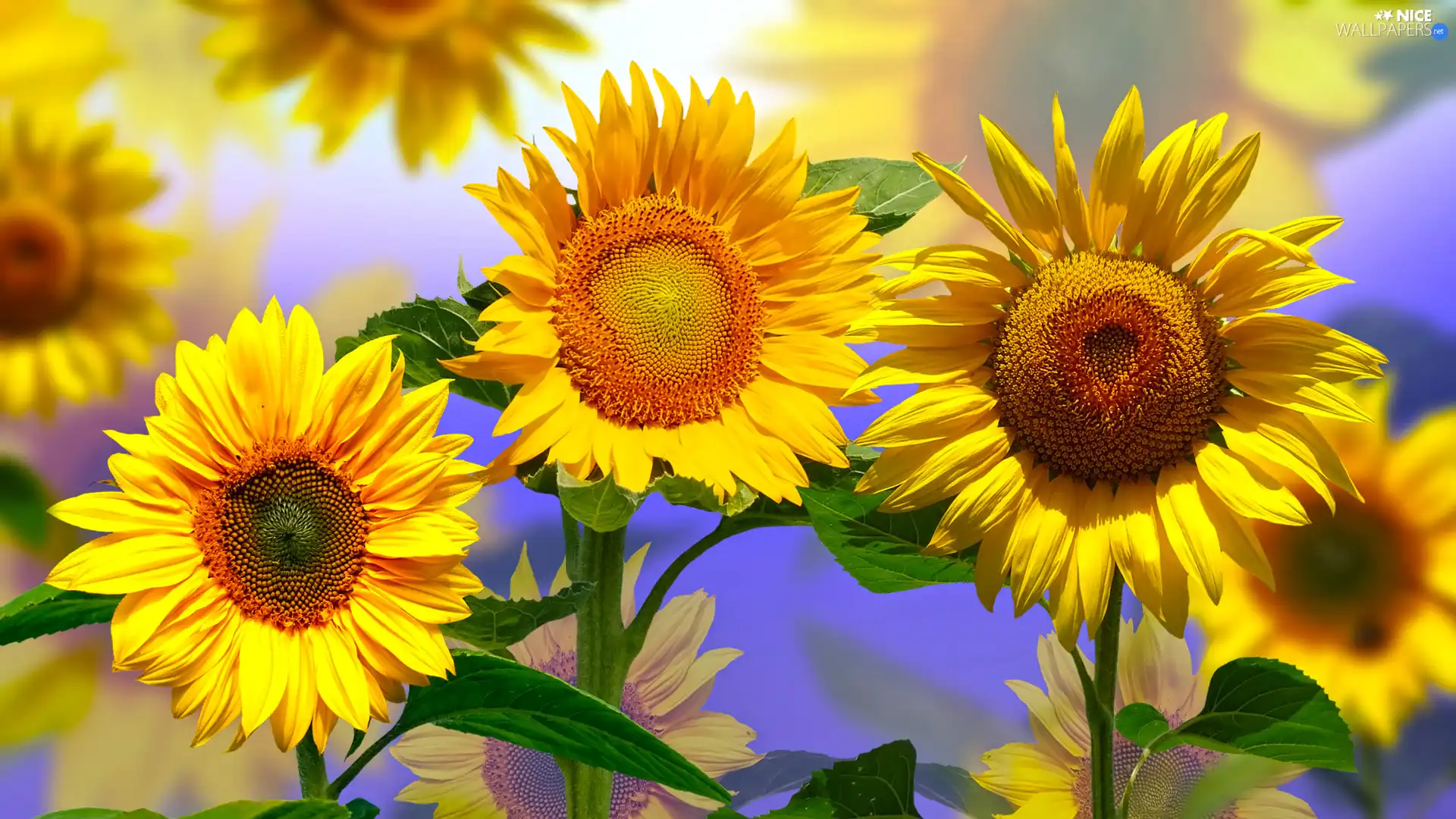 Flowers, Nice sunflowers, 2D, Three