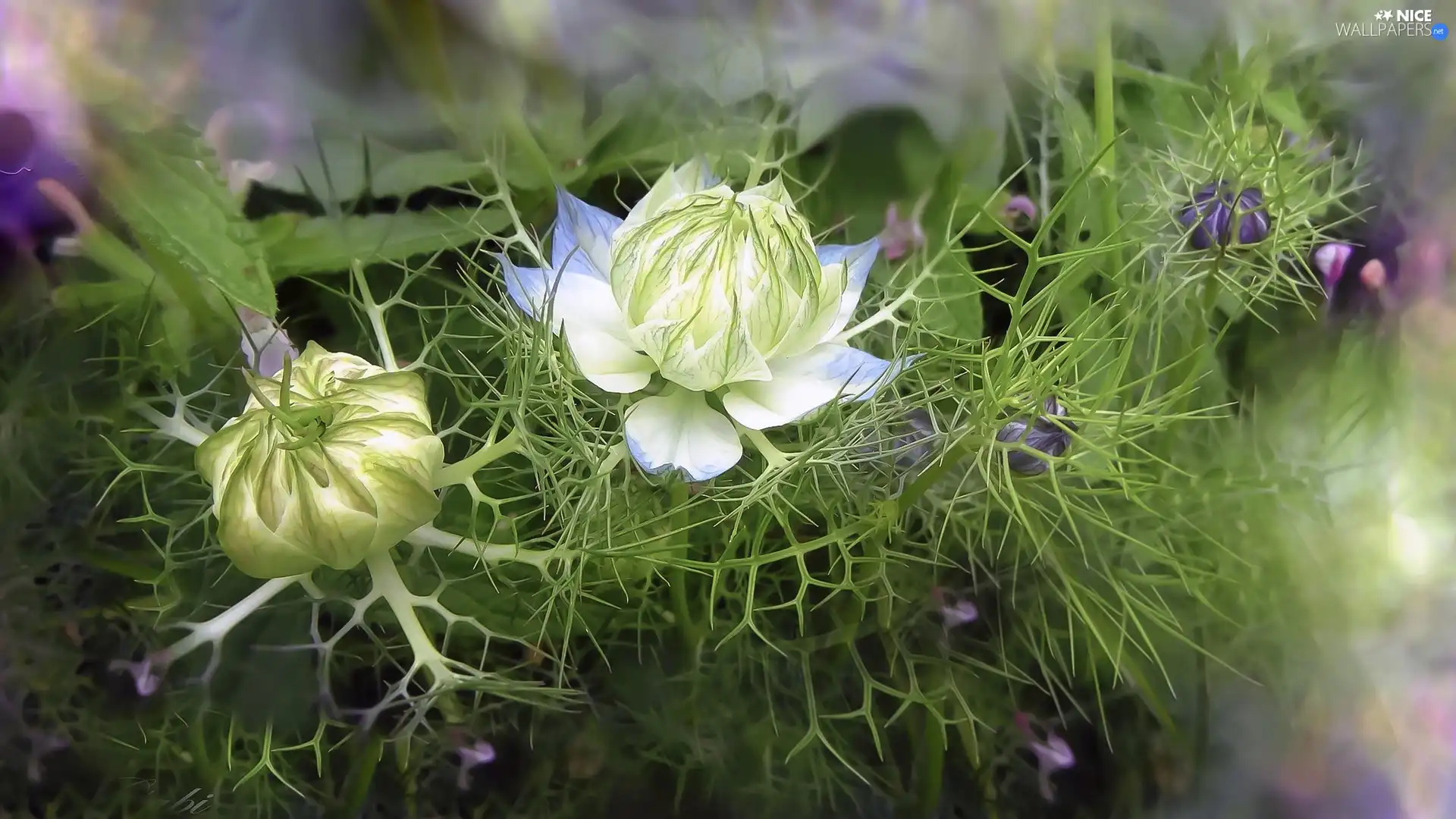 bud, Colourfull Flowers, Nigella