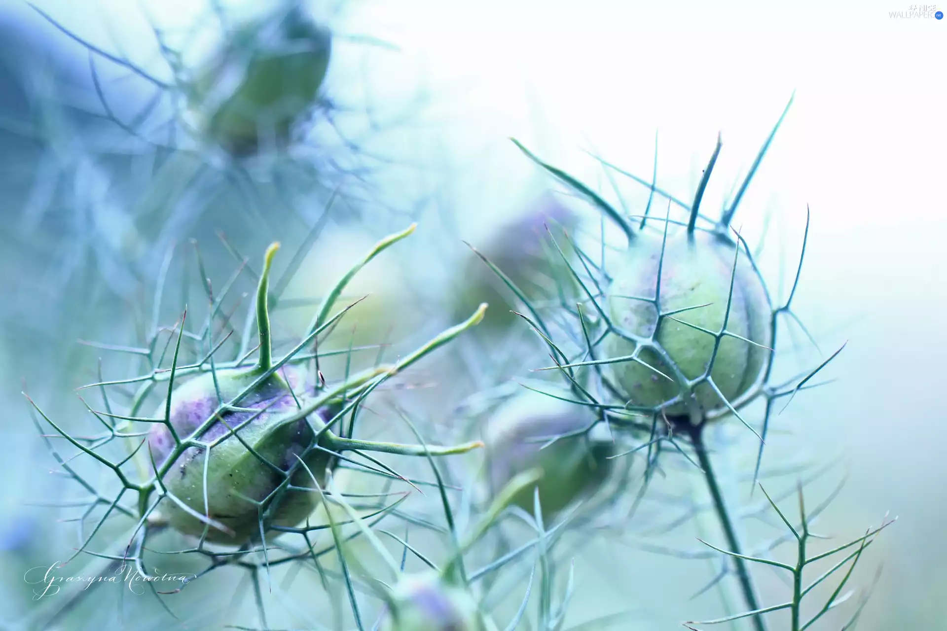 Nigella, Flowers