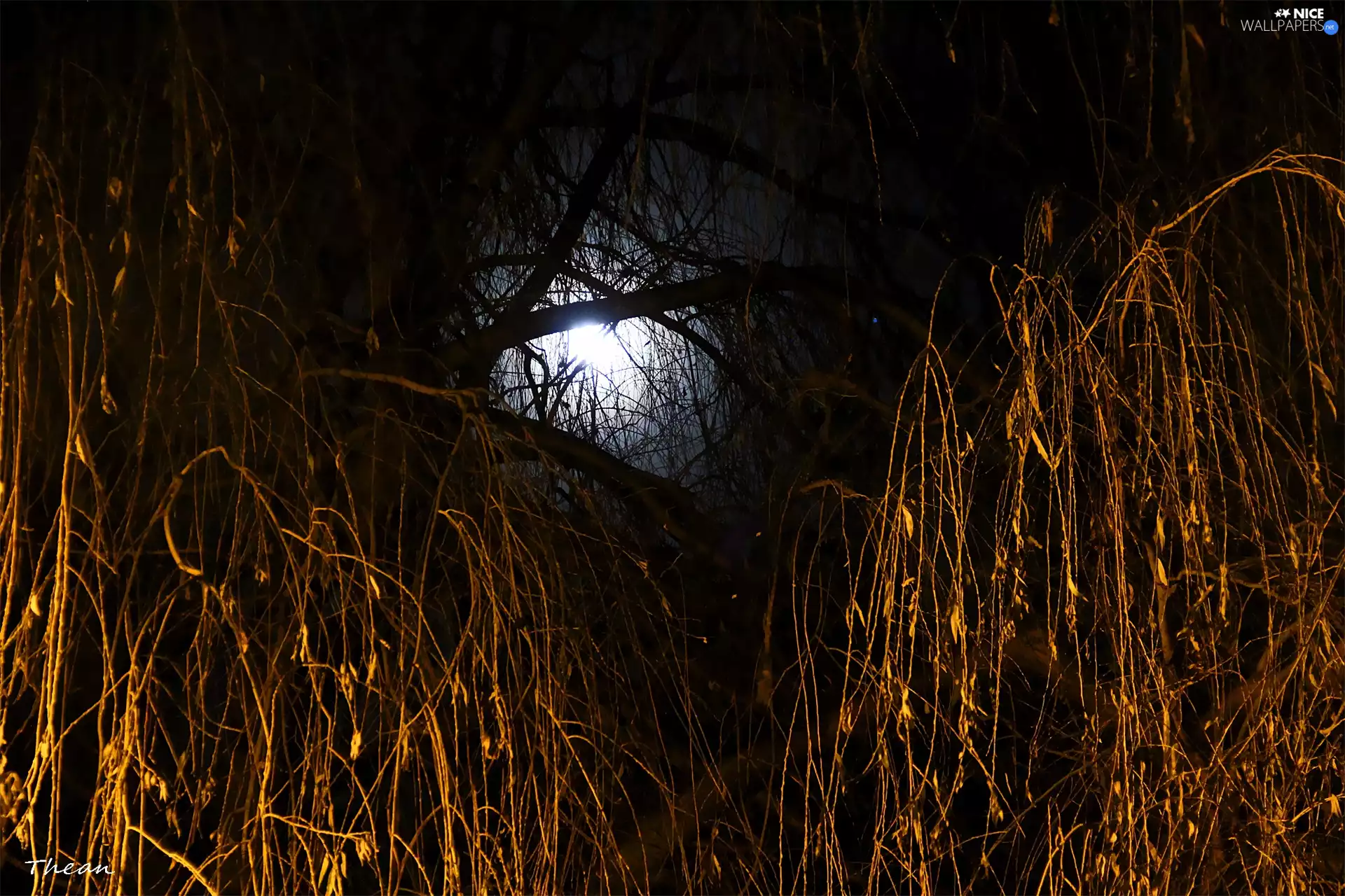 Night, moon, Willow