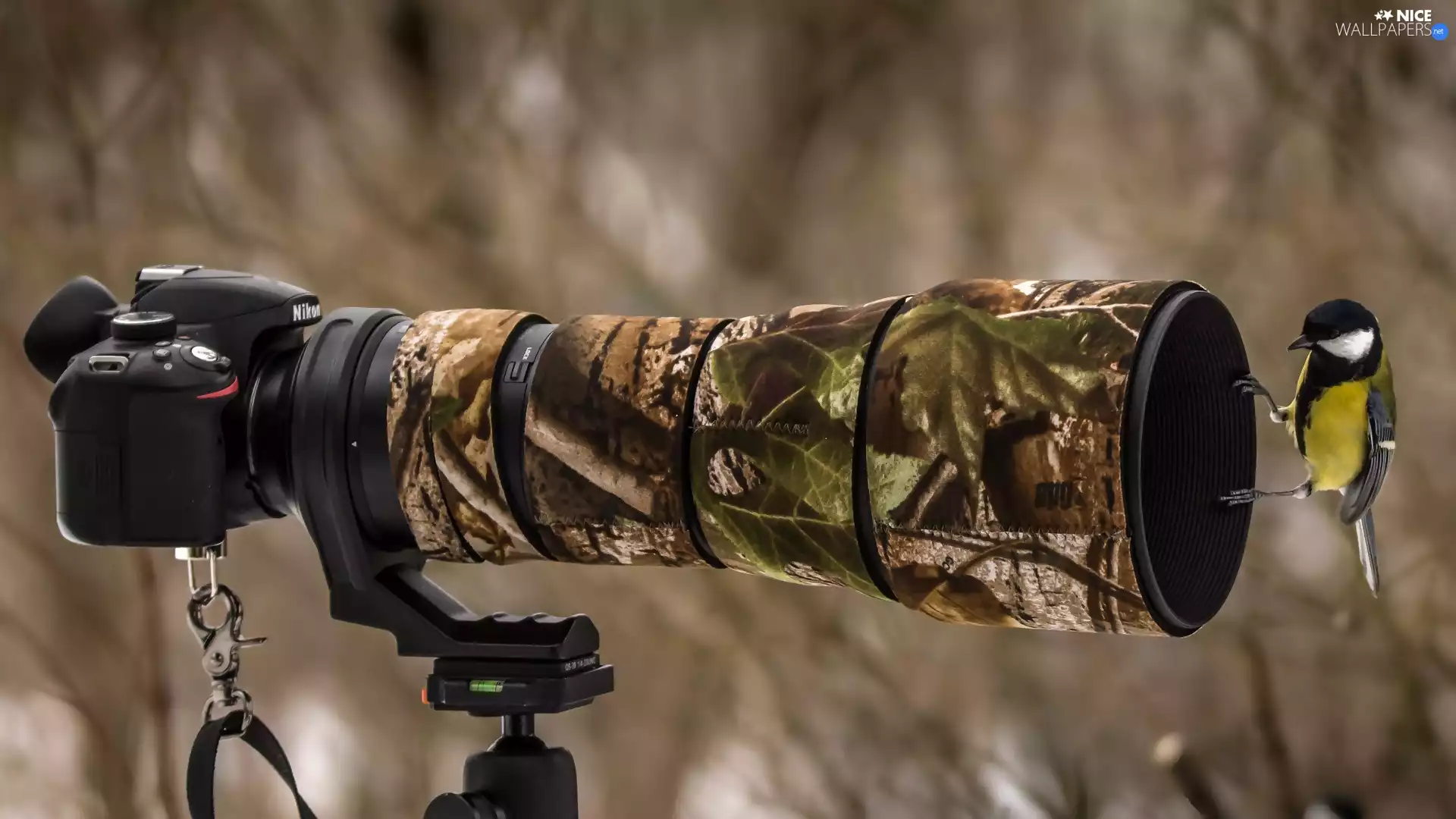 Camera, Bird, tit, Nikon