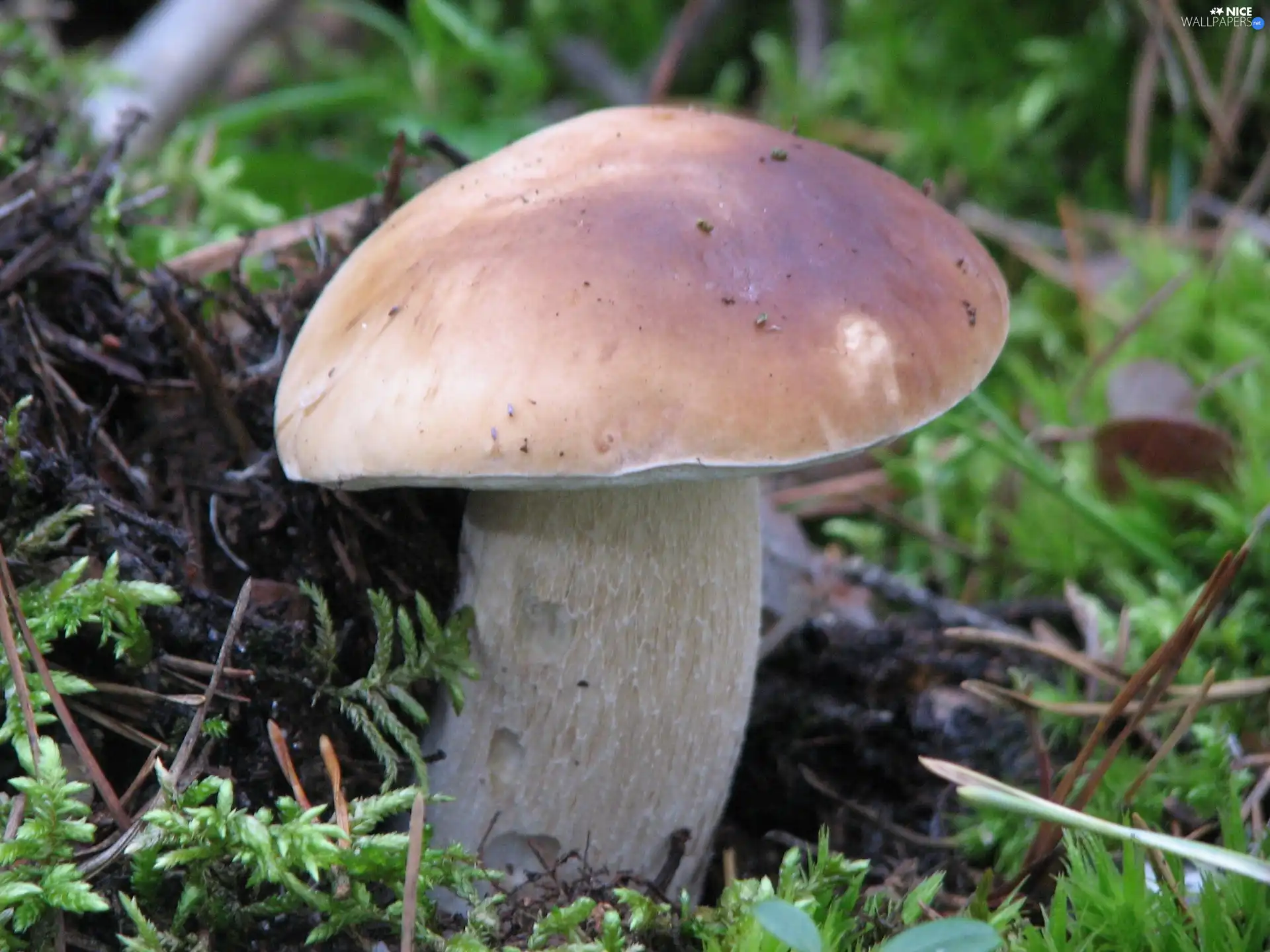 boletus, noble