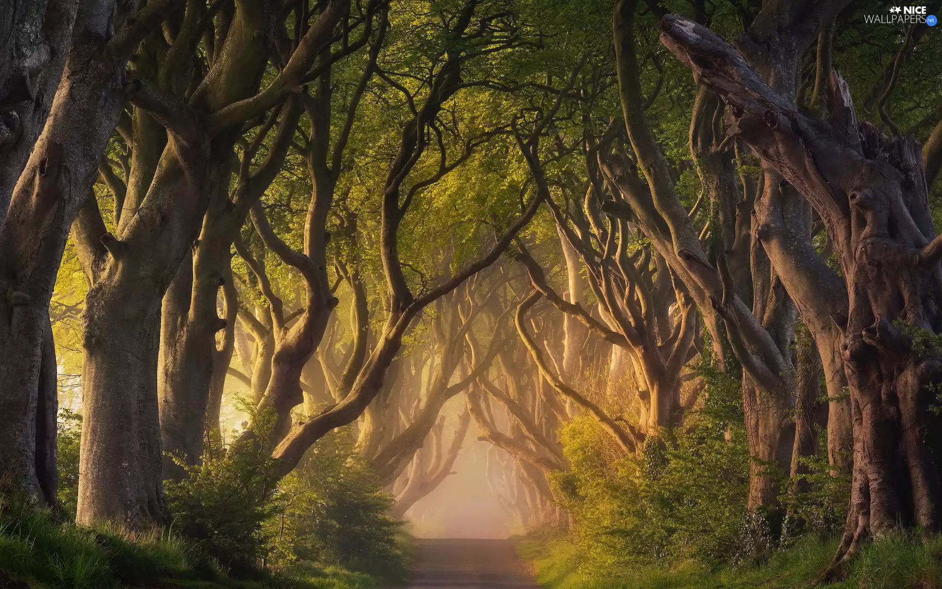 Dark Hedges Avenue, Way, Fog, trees, Beeches, County Antrim, Northern Ireland, viewes