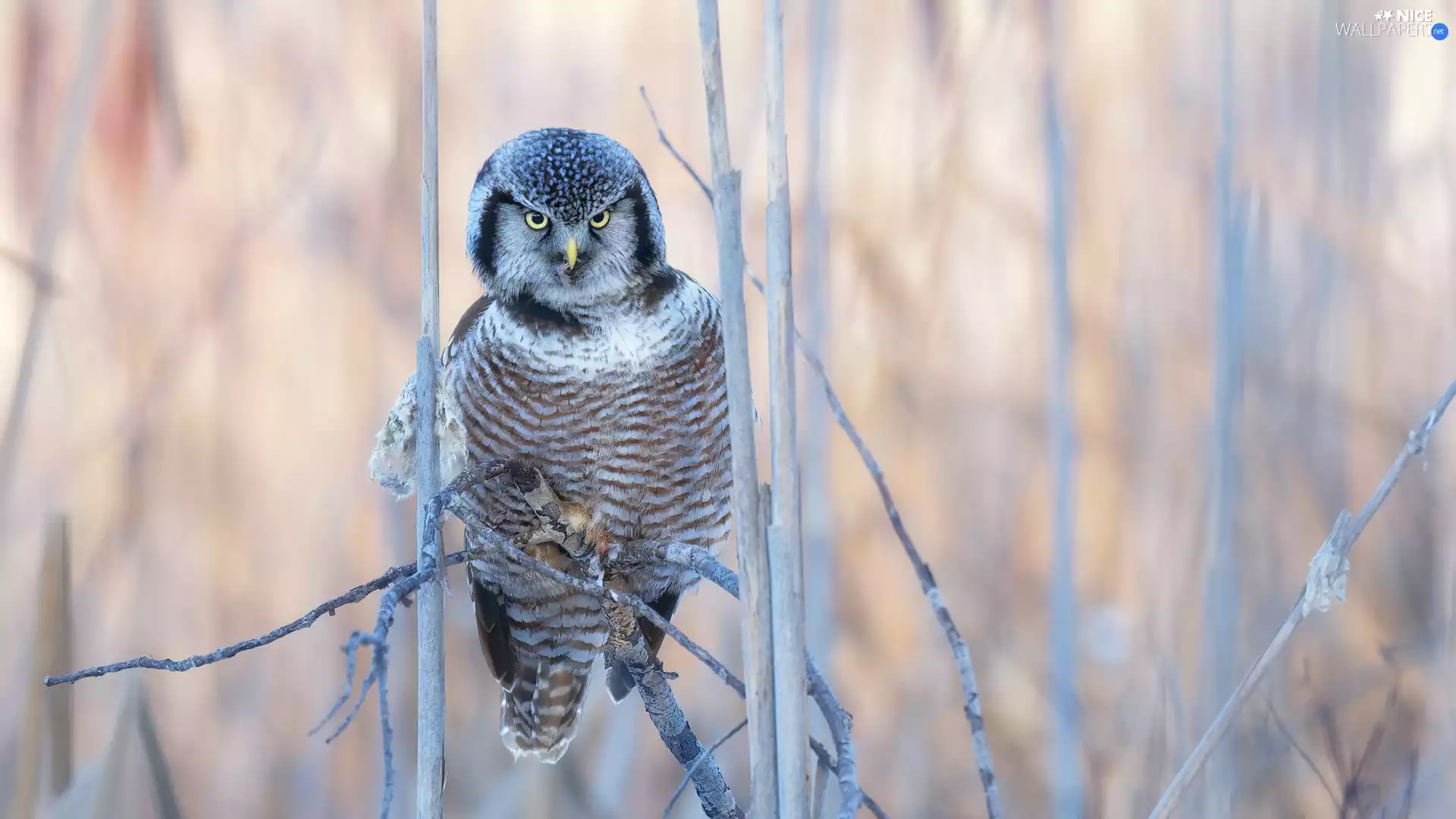 Bird, Twigs, rapprochement, Northern hawk-owl
