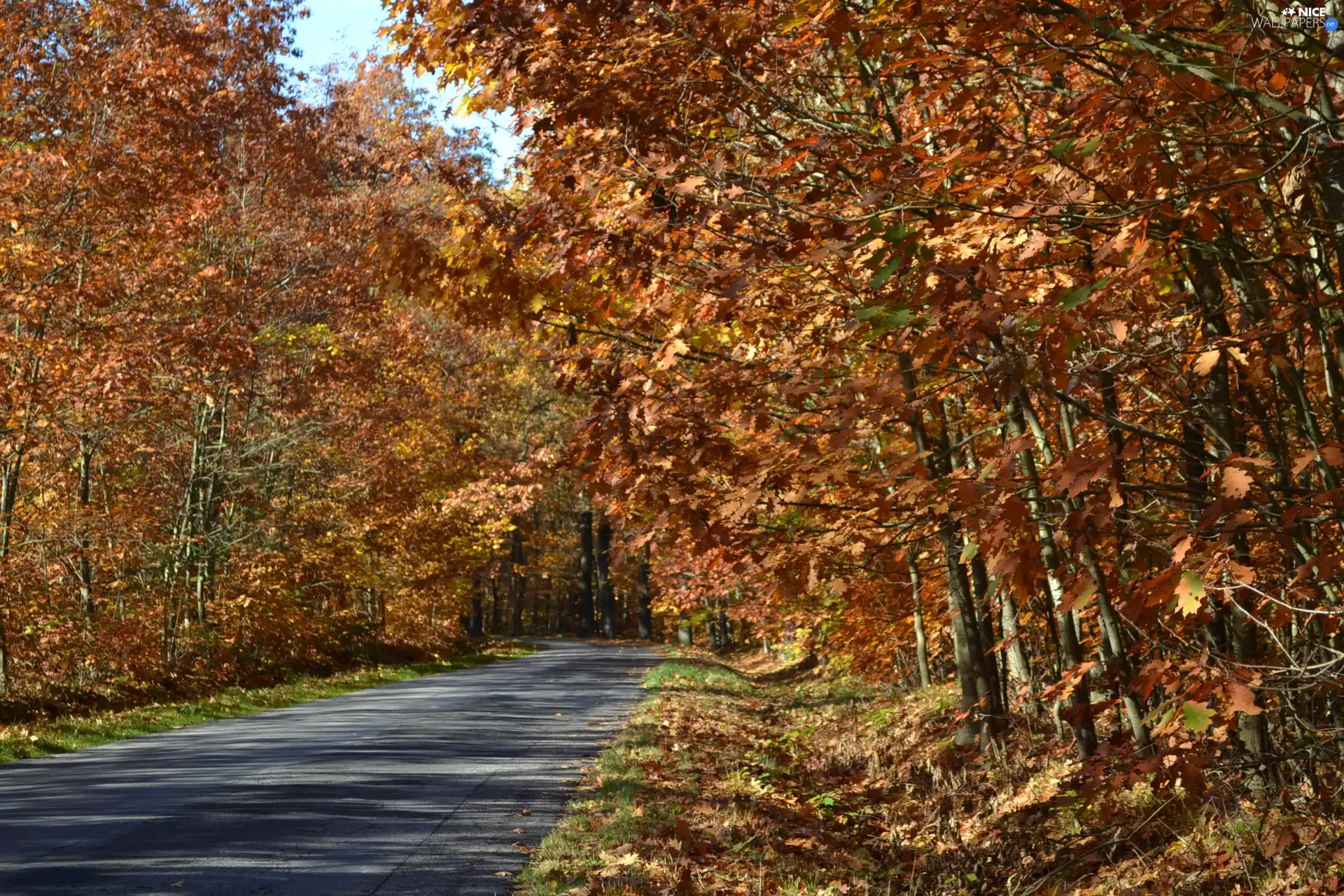 oak, Forest, ##, autumn, road