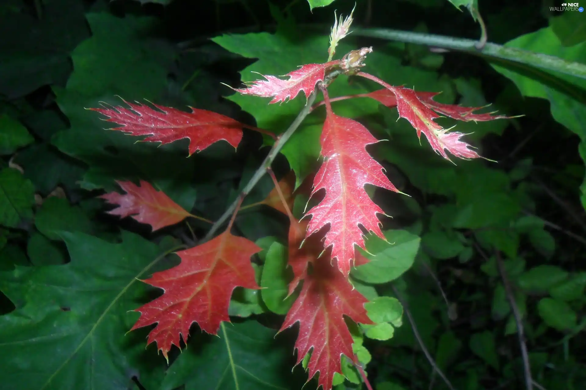 Red, Leaf, oak, green ones