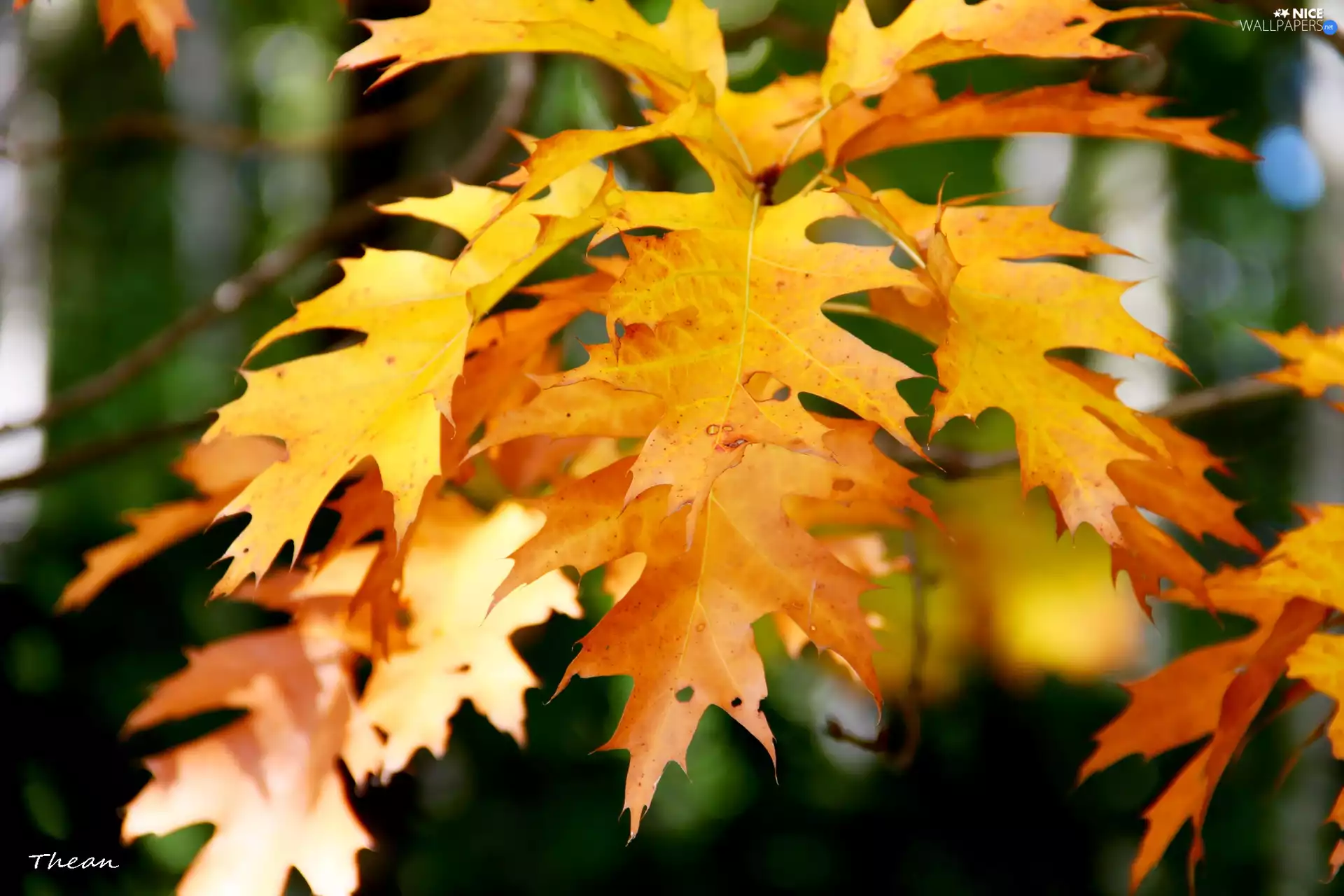 oak, Yellow, Leaf