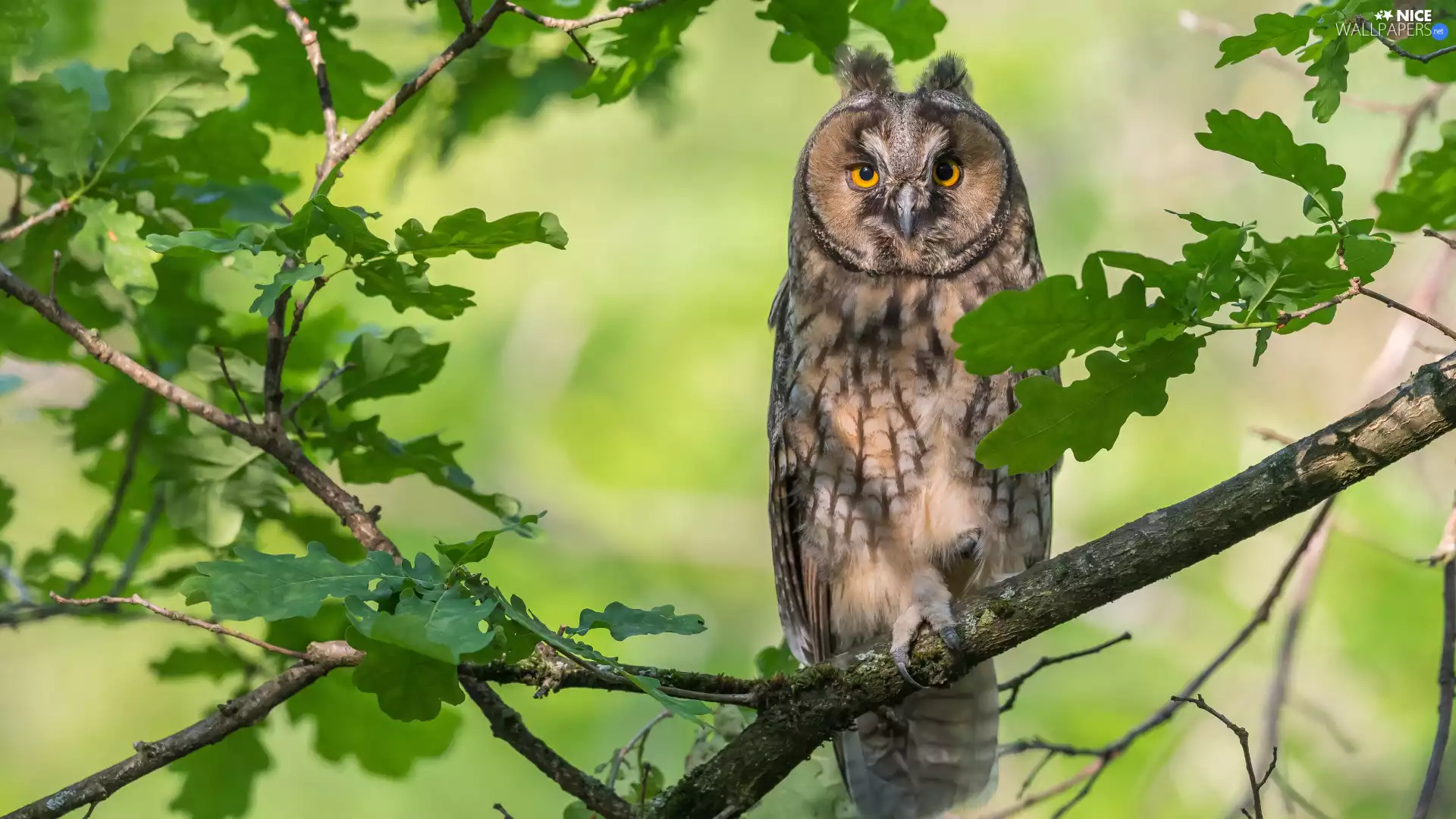 oak, branch pics, owl, Long-eared Owl, Bird, Leaf