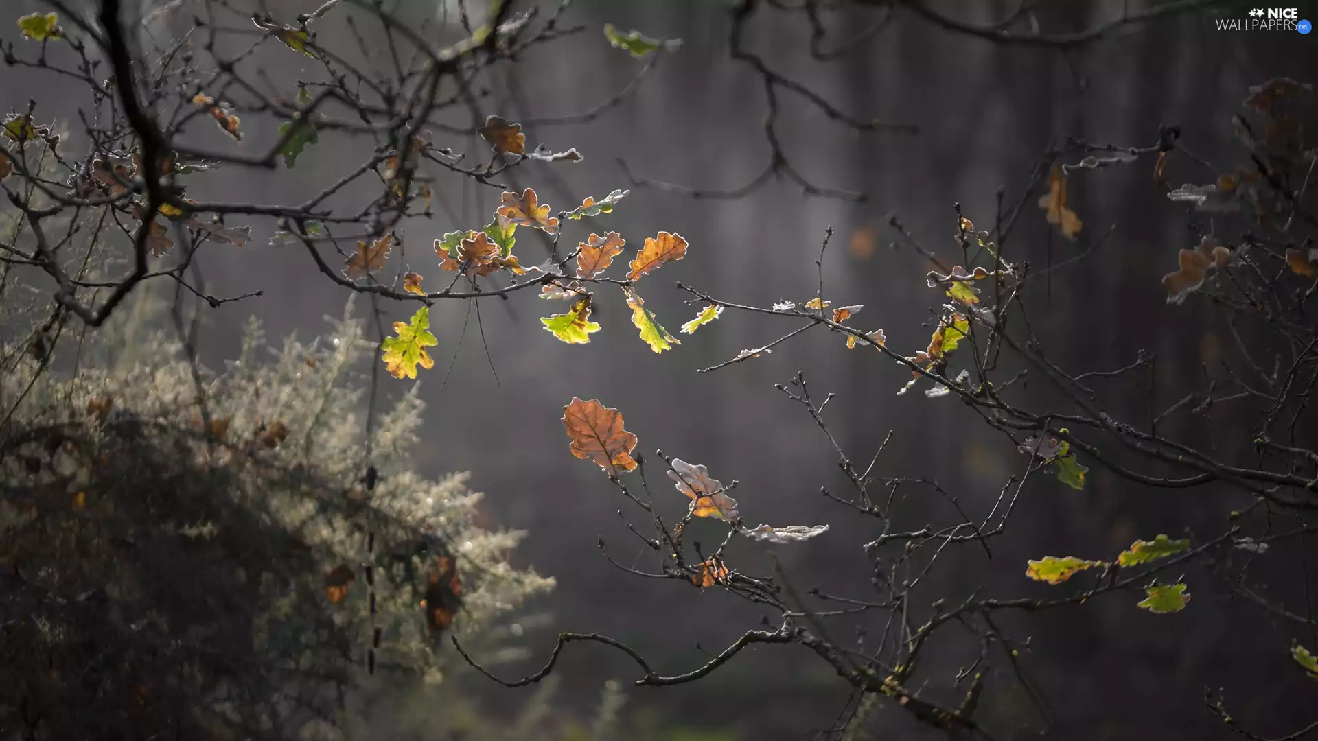 trees, Twigs, Leaf, oak